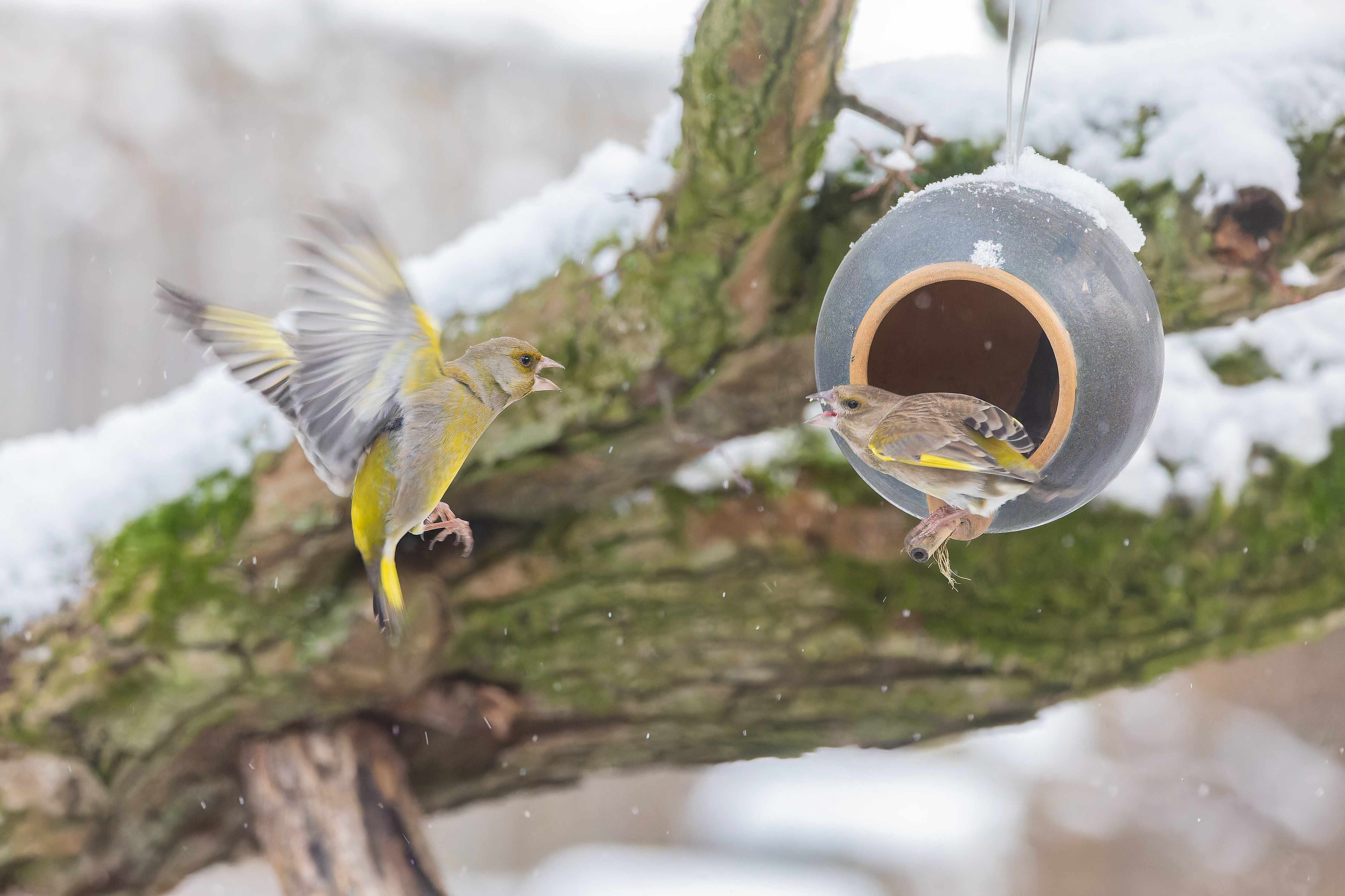 Erna Koelman/ap_Groenling_Lelystad_Sneeuw_Tuinvogeltelling_20260129_Erna-Koelman_IMG_3662.jpg