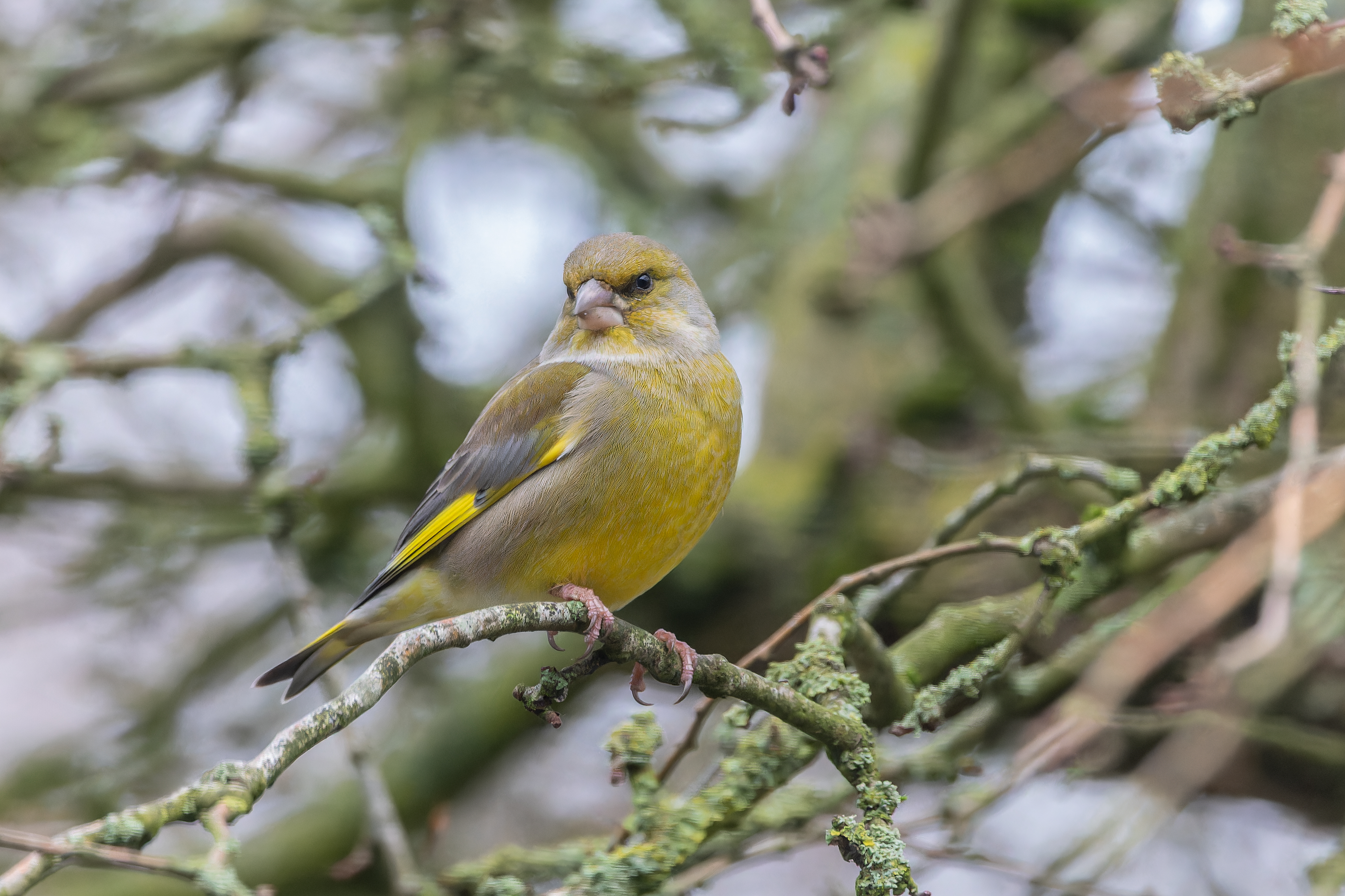 Erna Koelman/ap_Groenling_Lelystad_Tuinvogeltelling_20251205_Erna_Koelman_IMG_0902.jpg