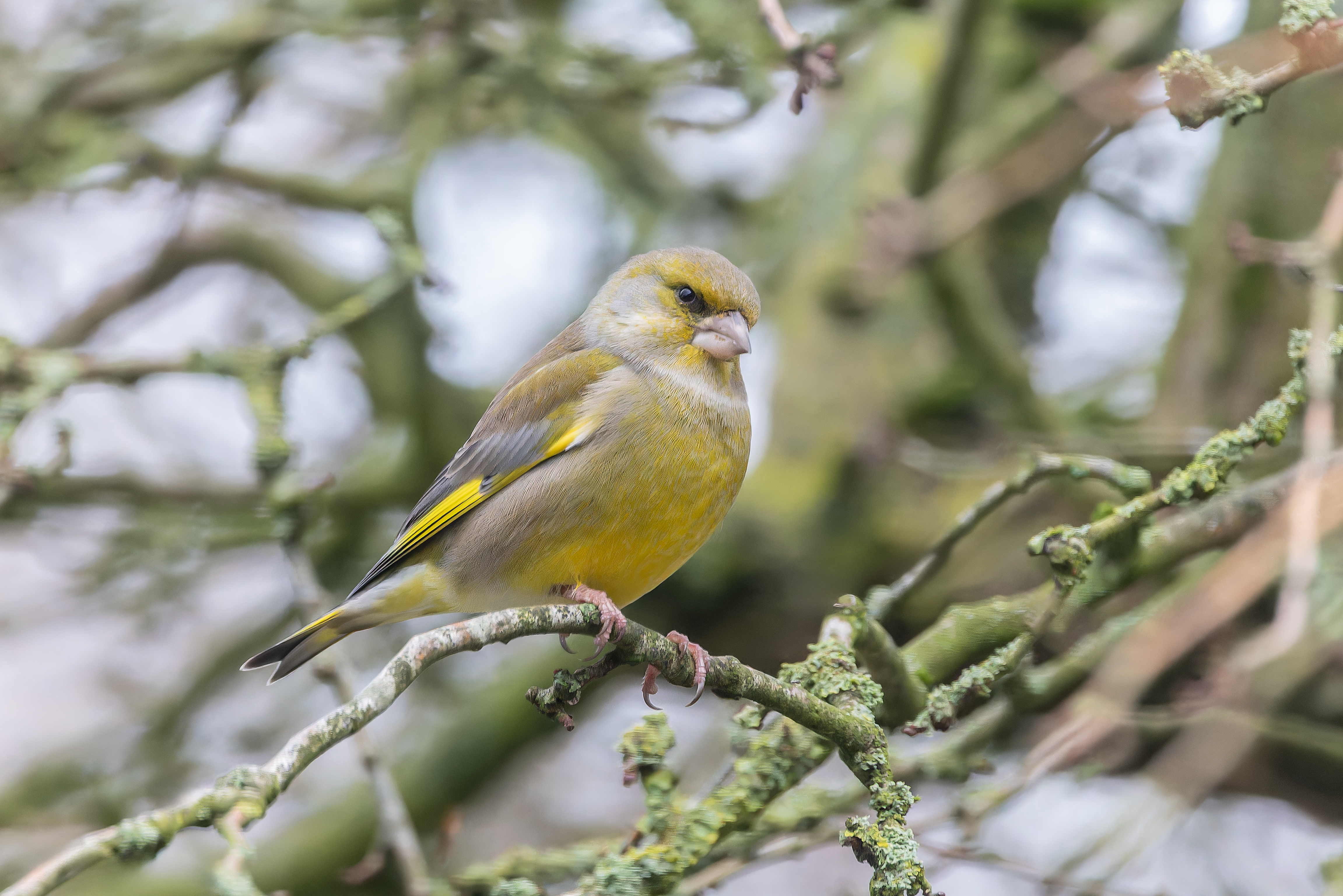 Erna Koelman/ap_Groenling_Lelystad_Tuinvogeltelling_20251205_Erna_Koelman_IMG_0905.jpg