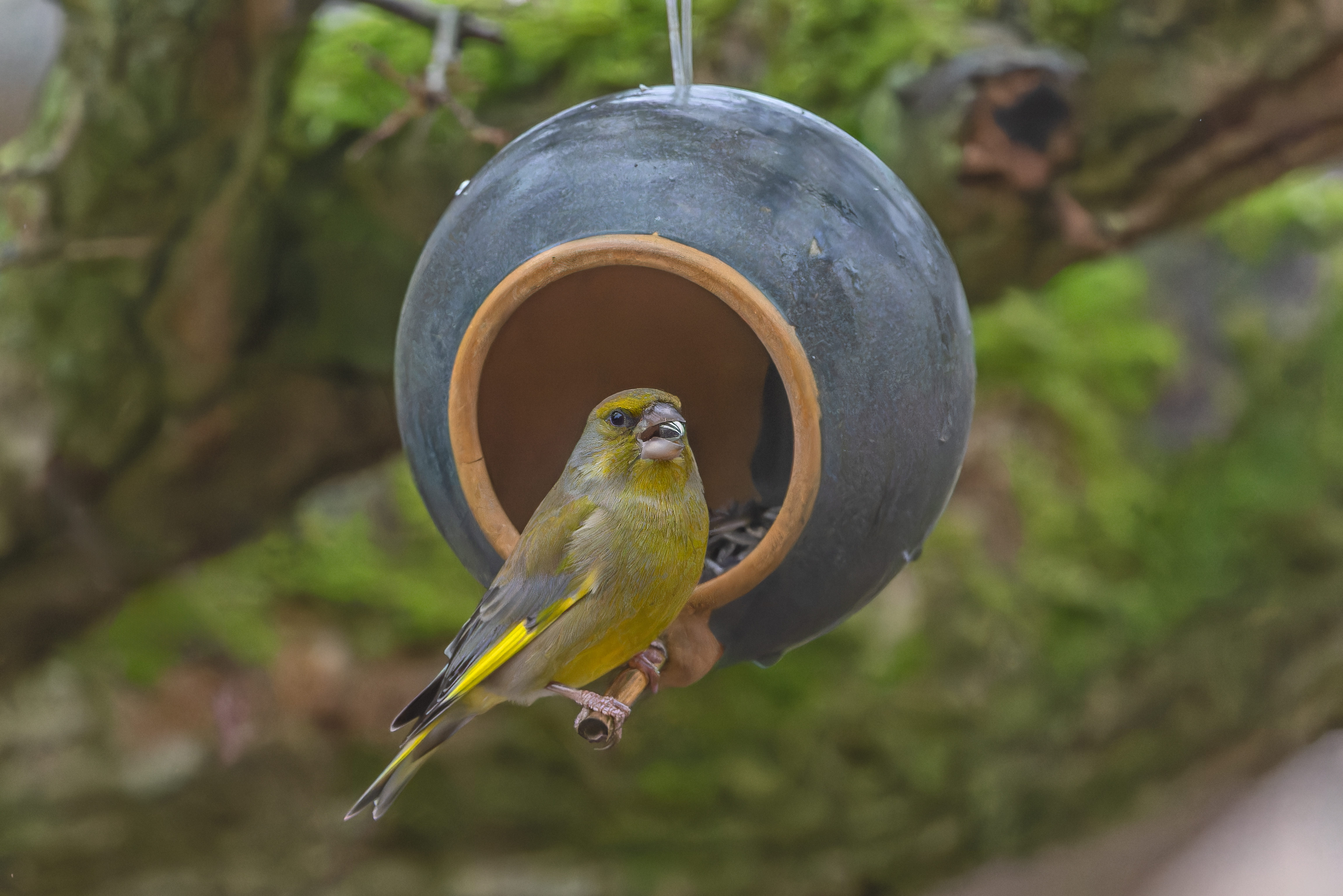 Erna Koelman/ap_Groenling_Lelystad_Tuinvogeltelling_20251205_Erna_Koelman_IMG_1535_Groenling.jpg