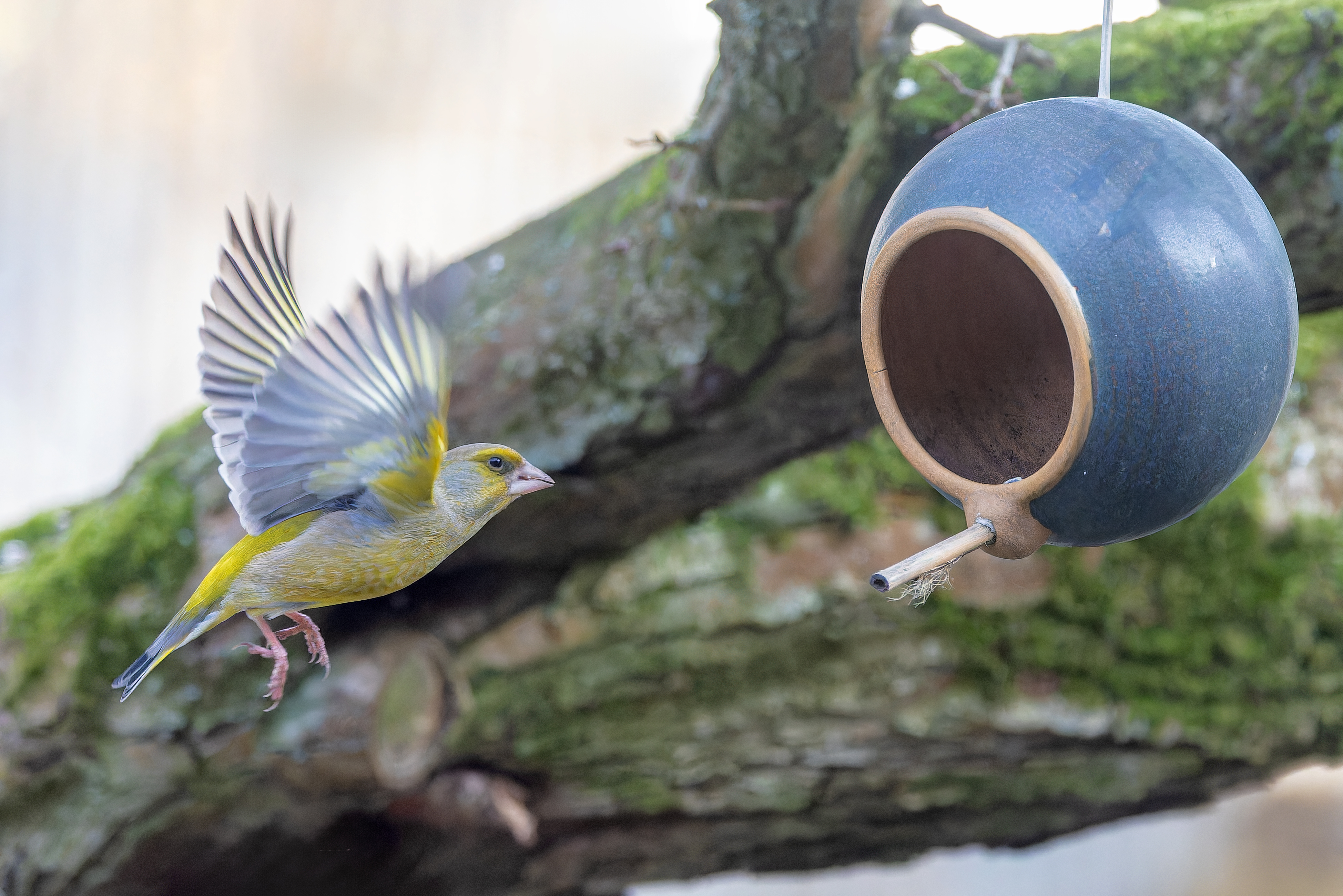 Erna Koelman/ap_Groenling_aanvliegend_Lelystad_Tuinvogeltelling_20260203_Erna_Koelman_IMG_3885.jpg