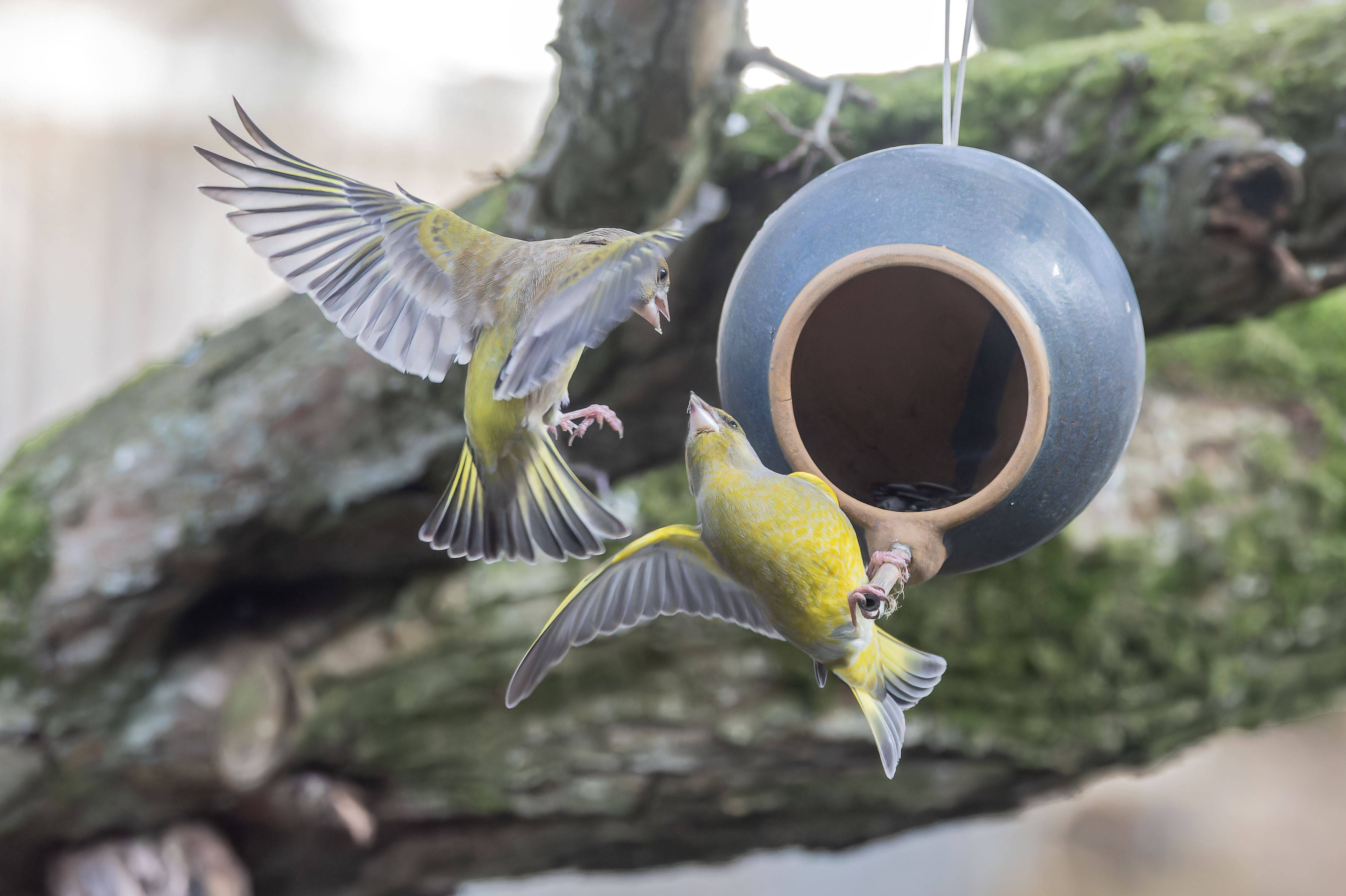 Erna Koelman/ap_Groenlingen_fladderend-1_Lelystad_Tuinvogeltelling_20260203_Erna_Koelman_IMG_3828.jpg
