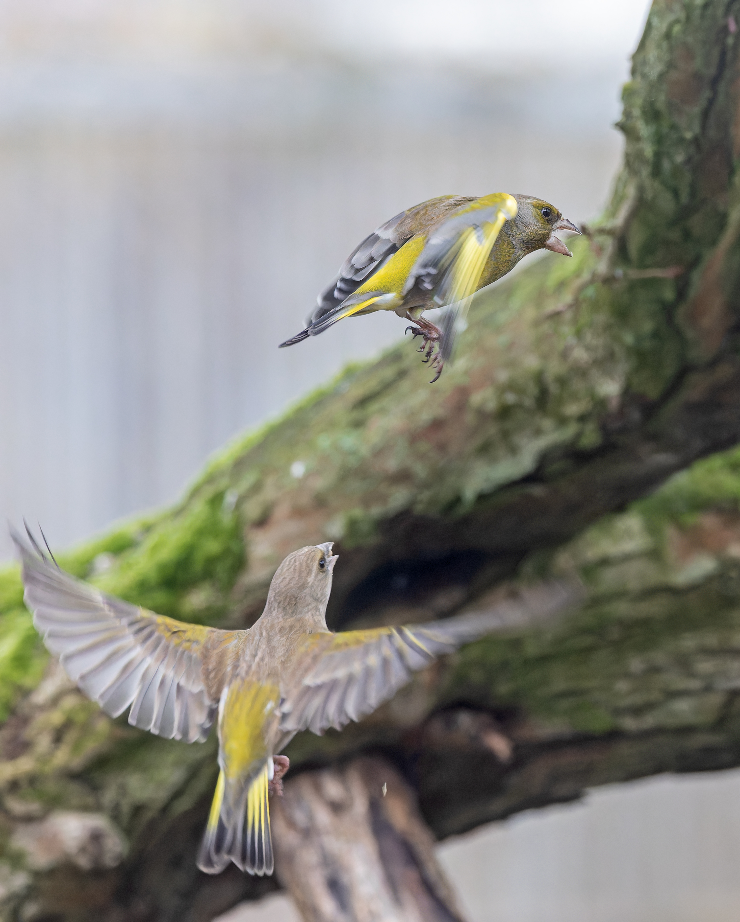 Erna Koelman/ap_Groenlingen_fladderend-3_Lelystad_Tuinvogeltelling_20260208_Erna_Koelman_IMG_4203.jpg