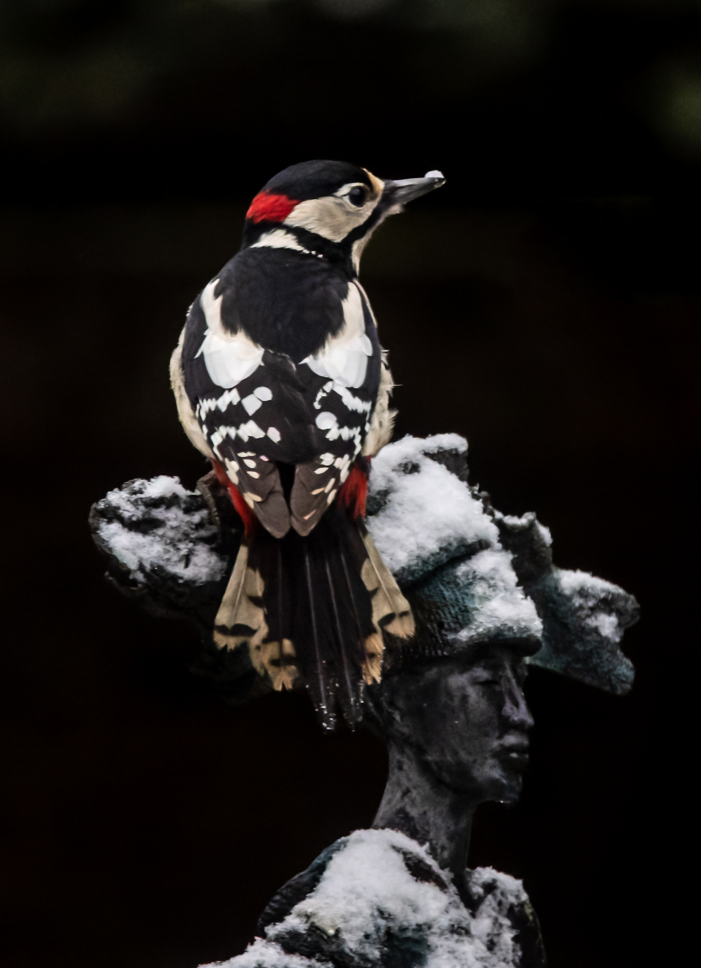 Erna Koelman/ap_Grote_Bonte_Specht_Lelystad-Tuinvogeltelling_20250105_Erna_Koelman_IMG_4849.jpg