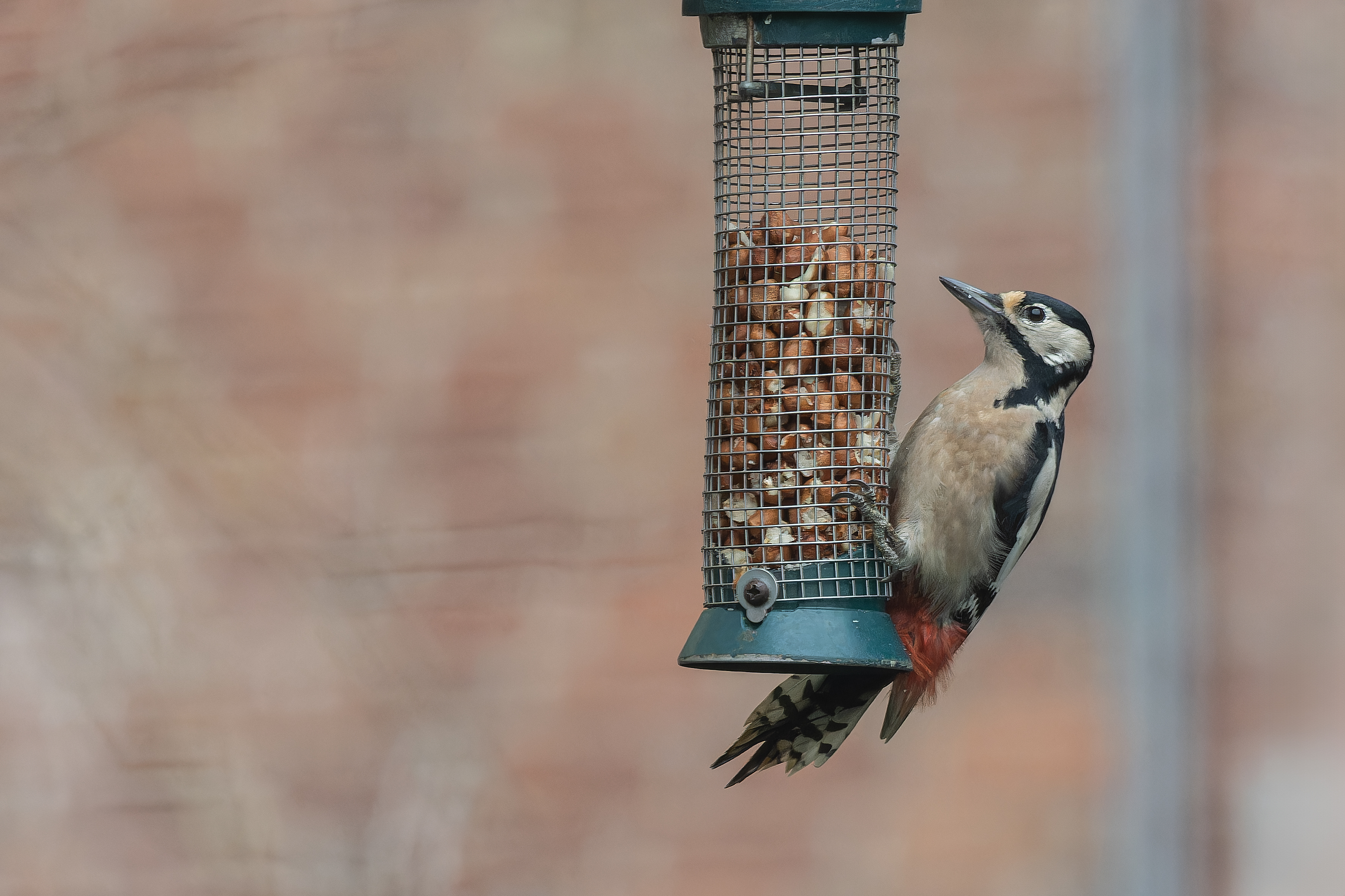 Erna Koelman/ap_Grote_Bonte_Specht_Lelystad-Tuinvogeltelling_20251203_Erna_Koelman_IMG_0793.jpg