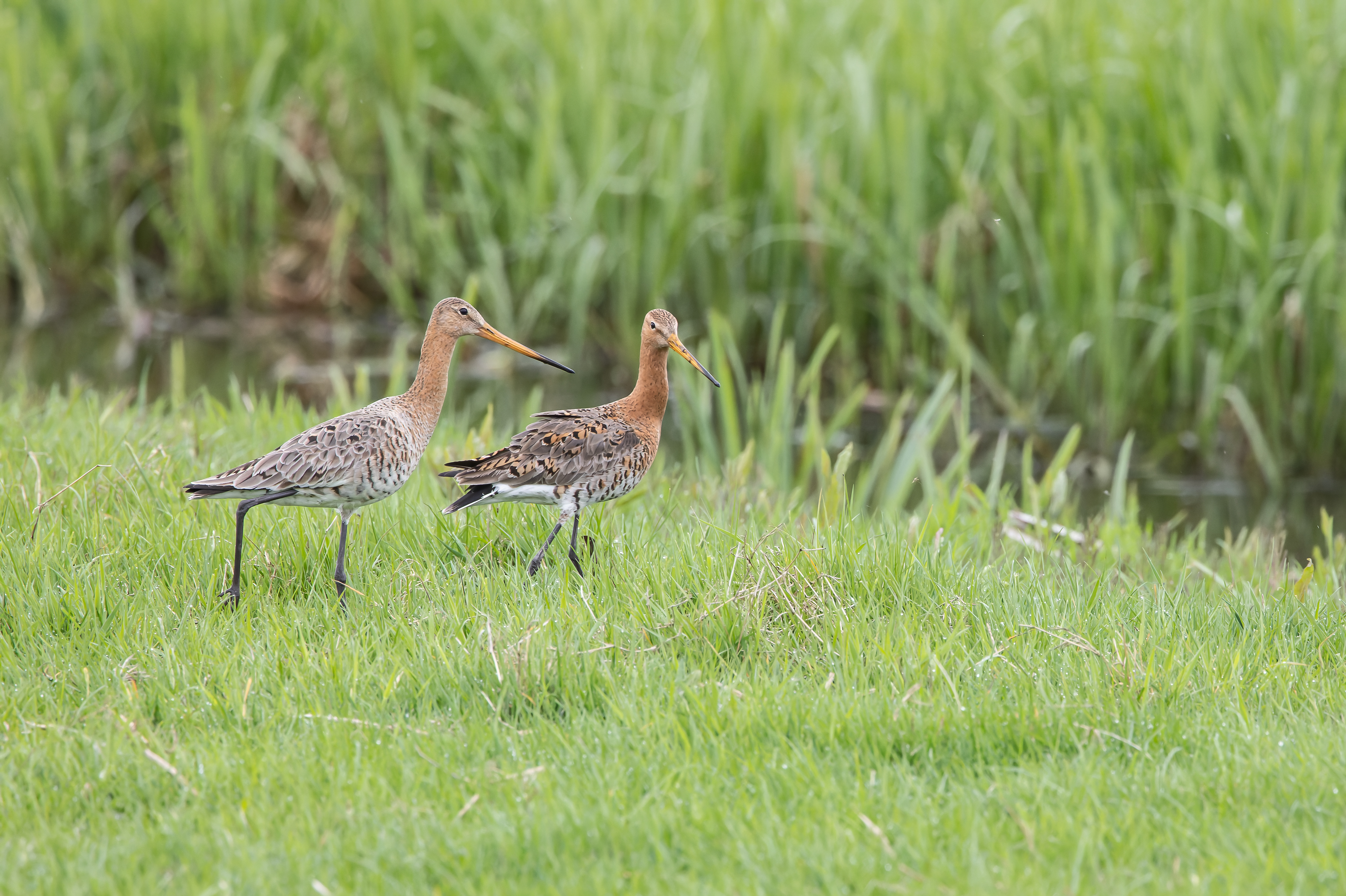 Erna Koelman/ap_Grutto_2x_Arkemheen_20250423_Erna_Koelman_IMG_6029.jpg