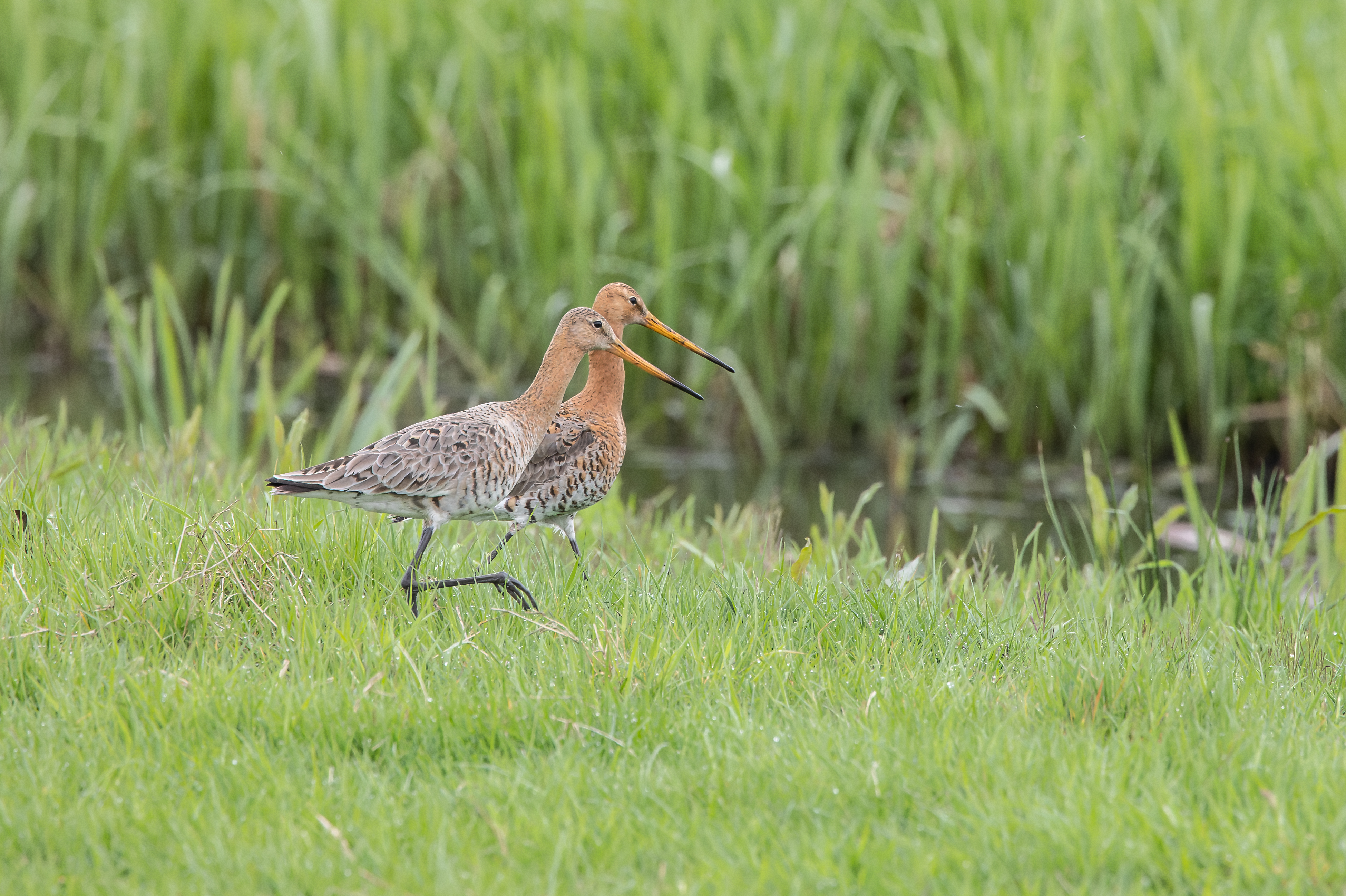Erna Koelman/ap_Grutto_2x_Arkemheen_20250423_Erna_Koelman_IMG_6035.jpg