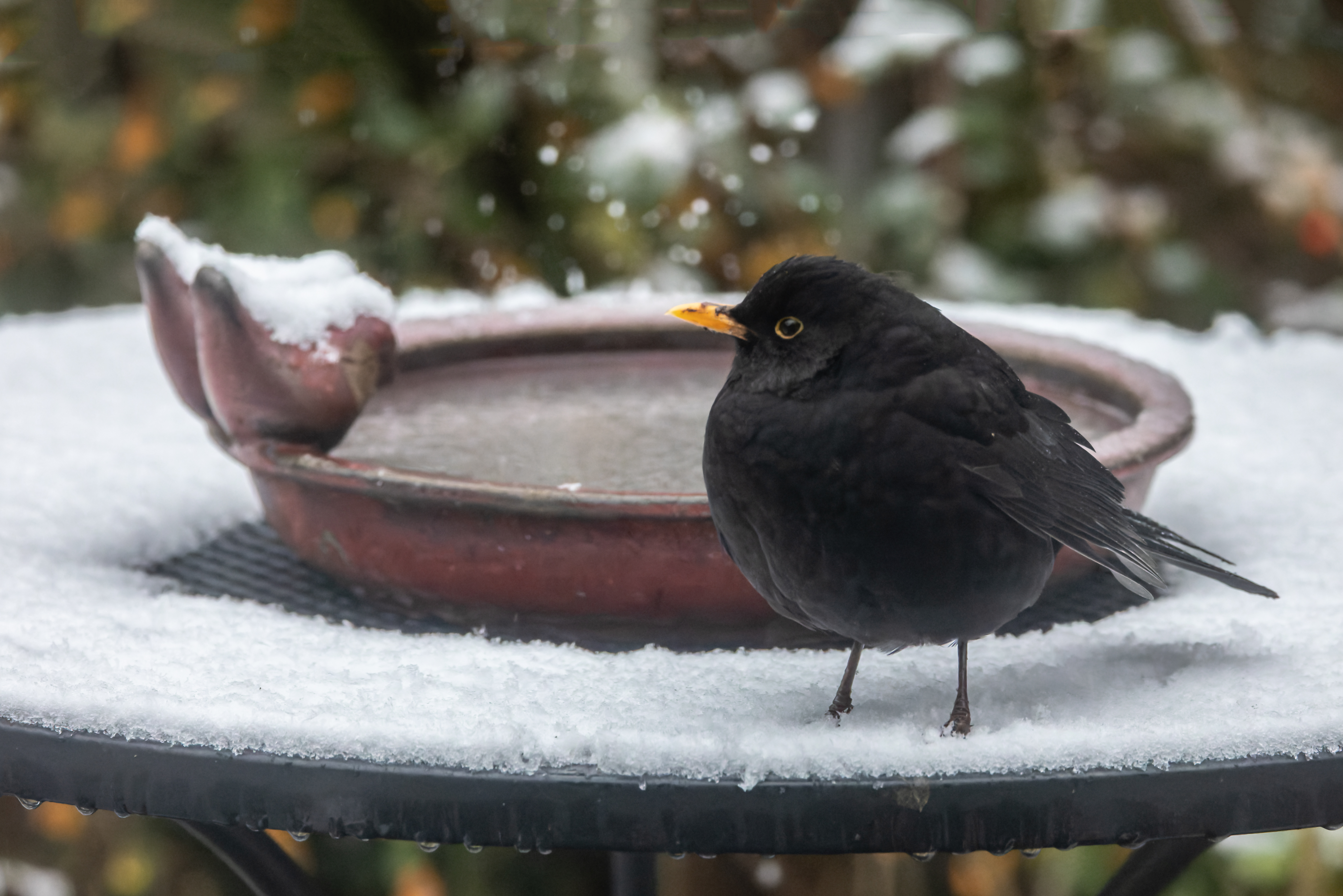 Erna Koelman/ap_Merel_Lelystad_Tuinvogeltelling_20250105_Erna_Koelman_IMG_4846.jpg