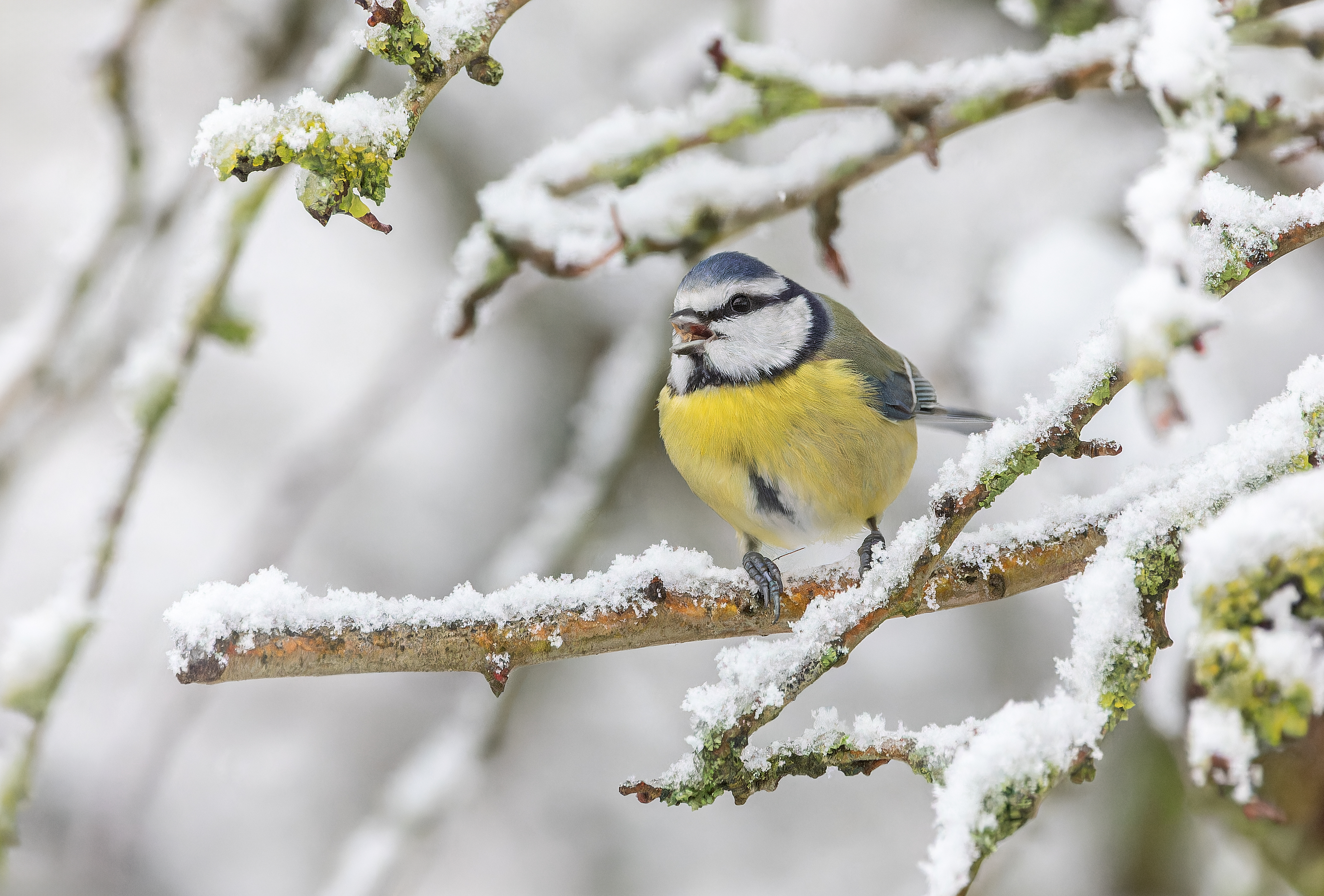 Erna Koelman/ap_Pimpelmees_Lelystad_Sneeuw_Tuinvogeltelling_20260105_Erna_Koelman_IMG_2139.jpg