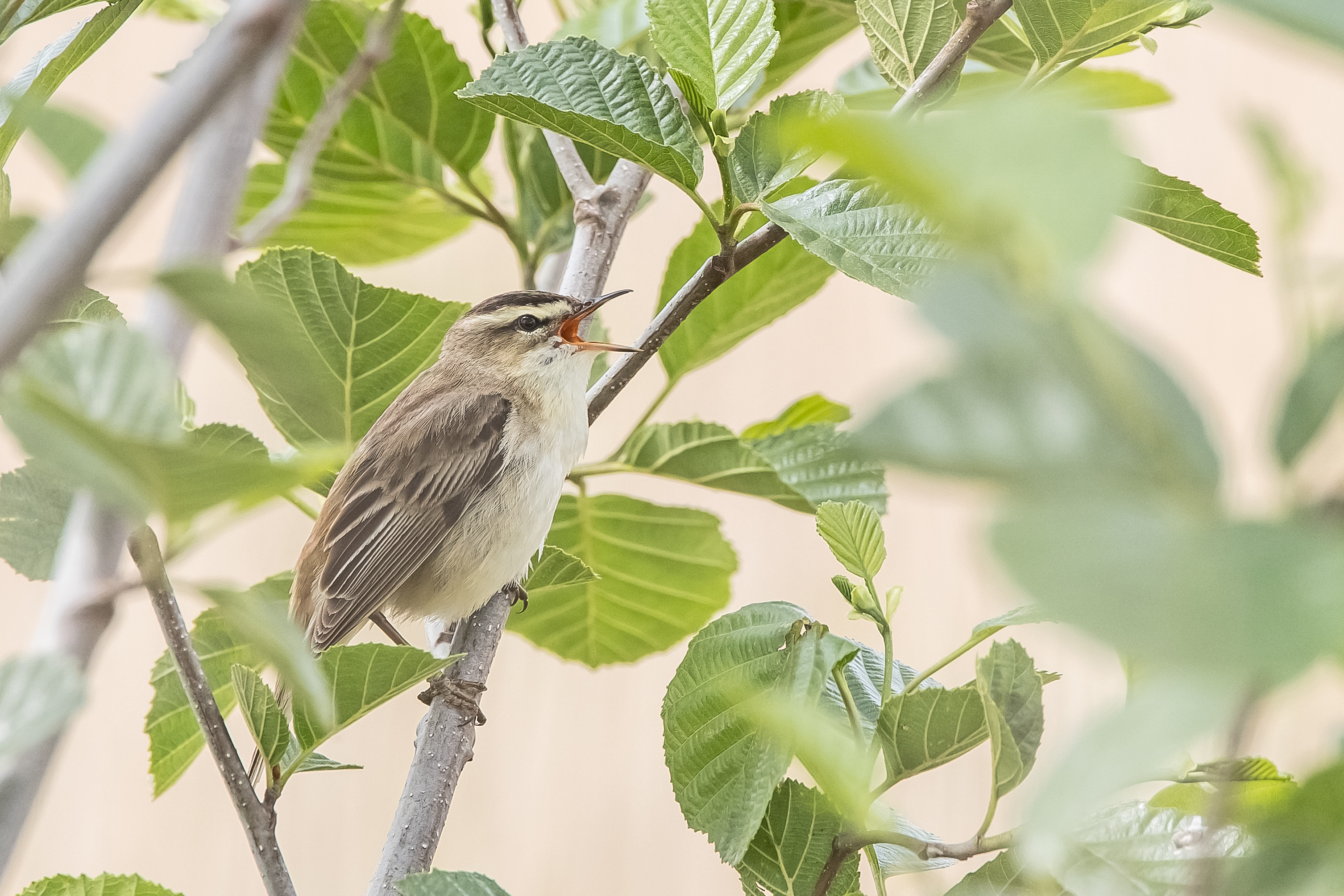 Erna Koelman/ap_Rietzanger_De_Wieden_20220520_IMG_7767_Erna_Koelman.jpg