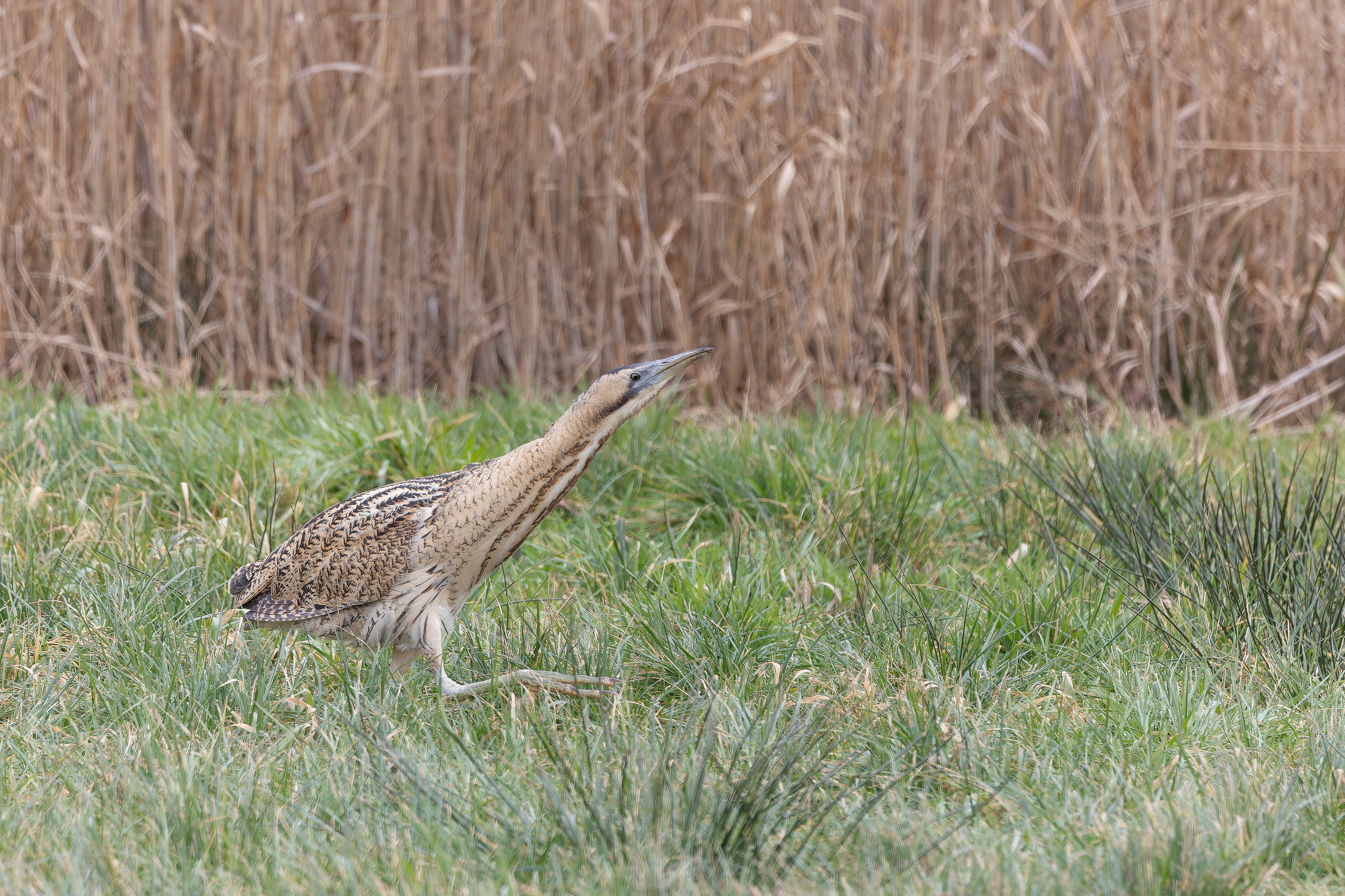 Erna Koelman/ap_Roerdomp_Friesland_Bantega_20260126_Erna_Koelman_IMG_3170.jpg