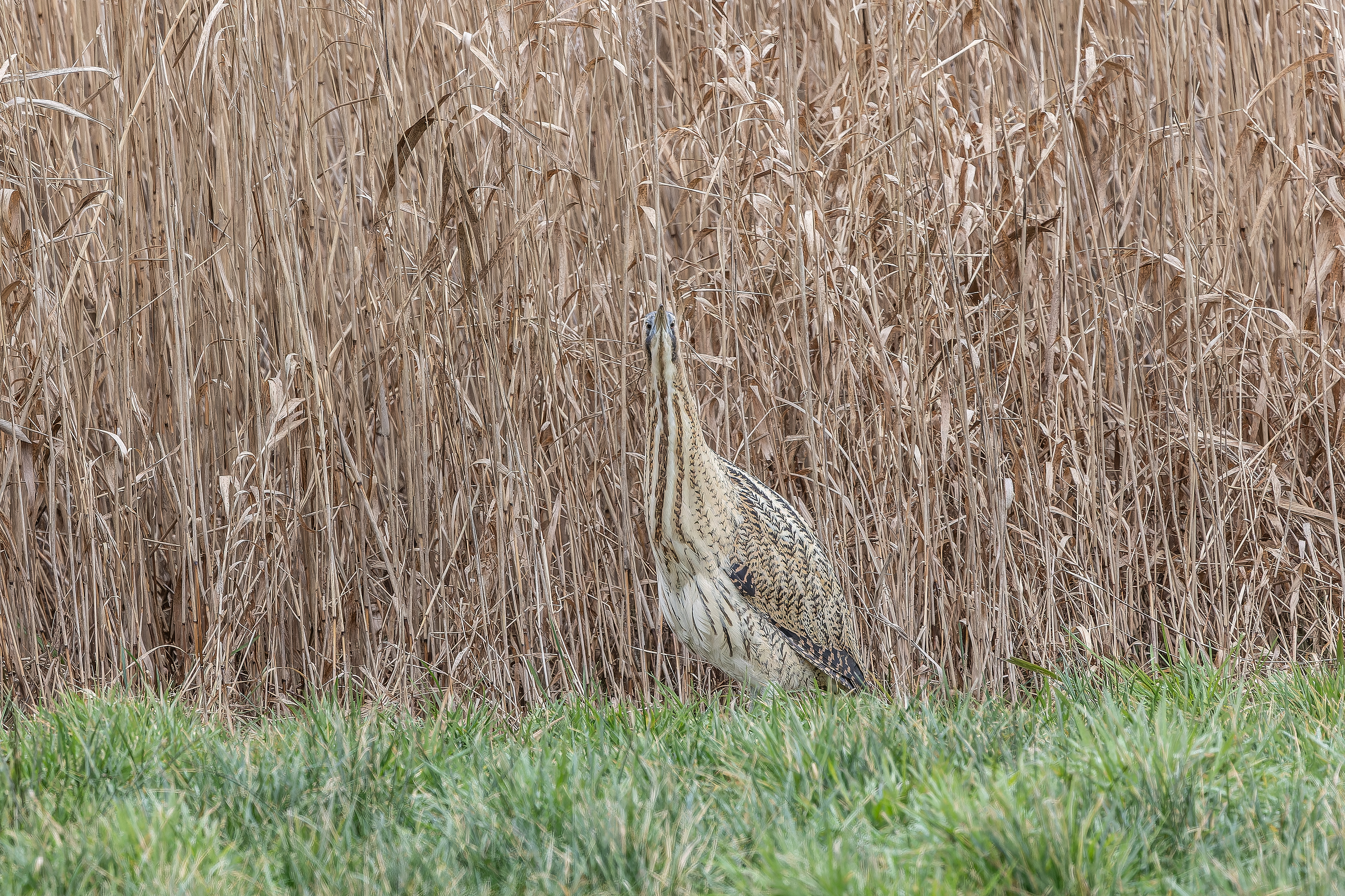 Erna Koelman/ap_Roerdomp_in_paalhouding_Friesland_Bantega_20260126_Erna_Koelman_IMG_3070.jpg