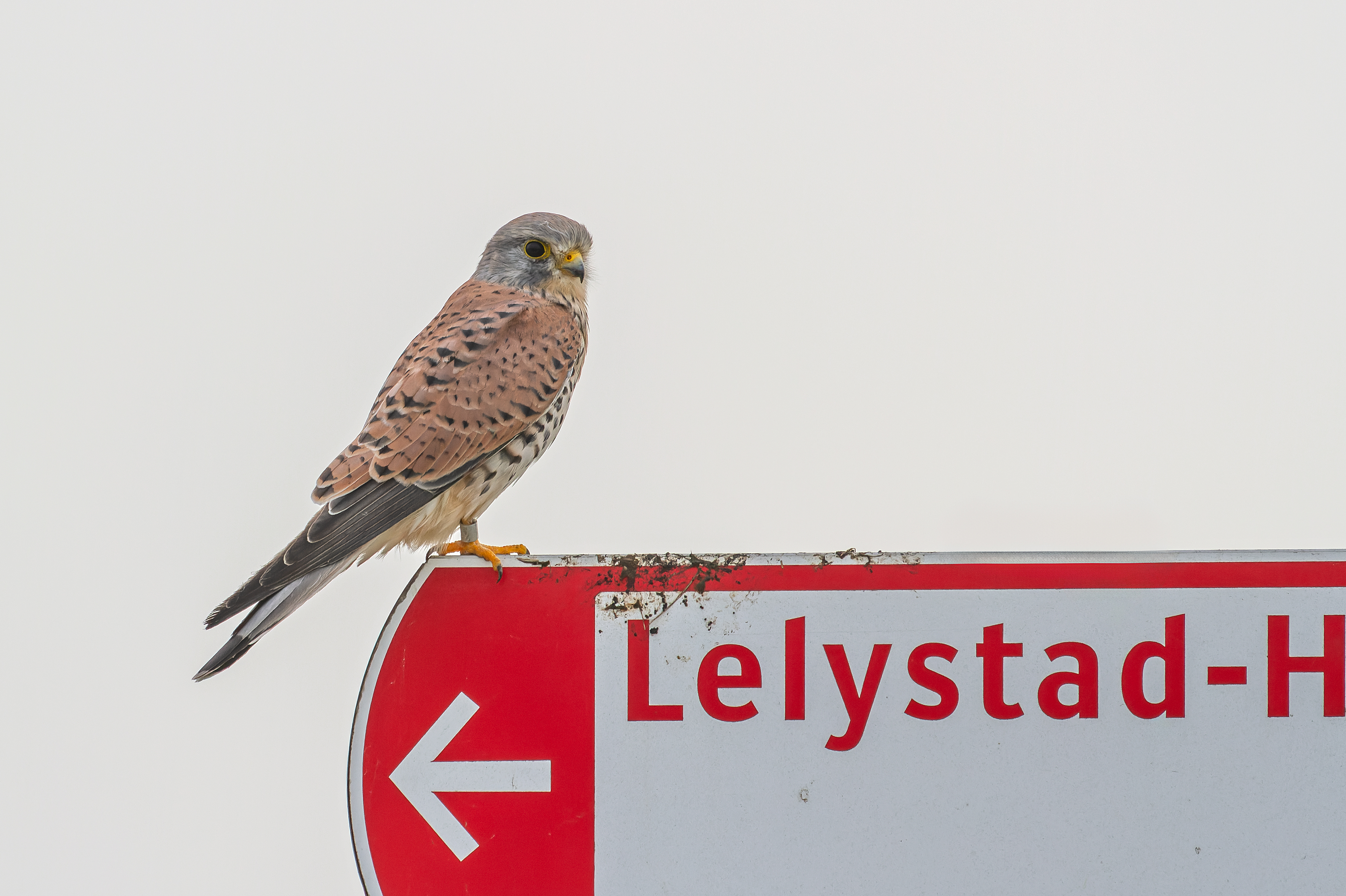 Erna Koelman/ap_Torenvalk_IJmeerdijk_20131008_Erna_Koelman_IMG_1441j.jpg