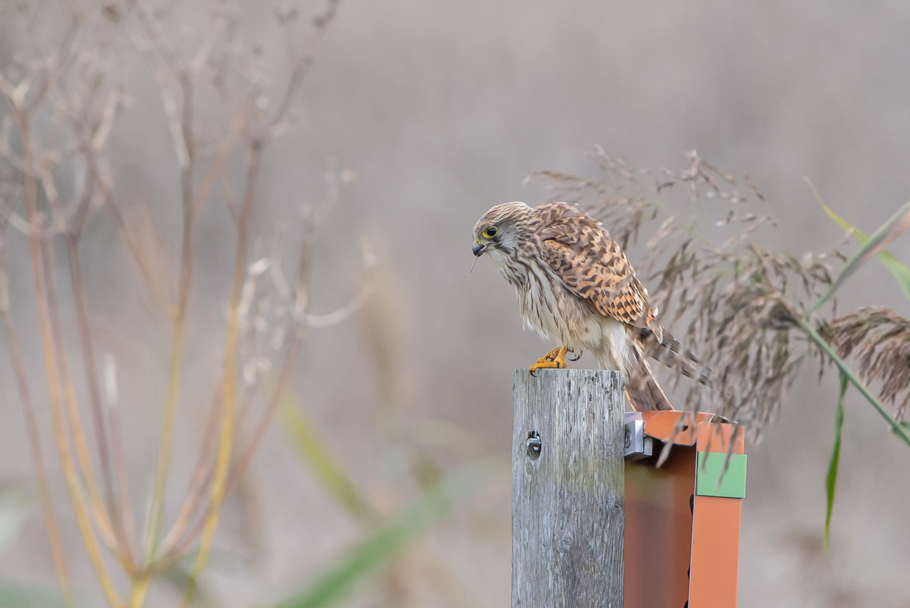 Erna Koelman/ap_Torenvalk_met_prooi_Oostvaardersveld_20241008_Erna_Koelman_IMG_2133.jpg