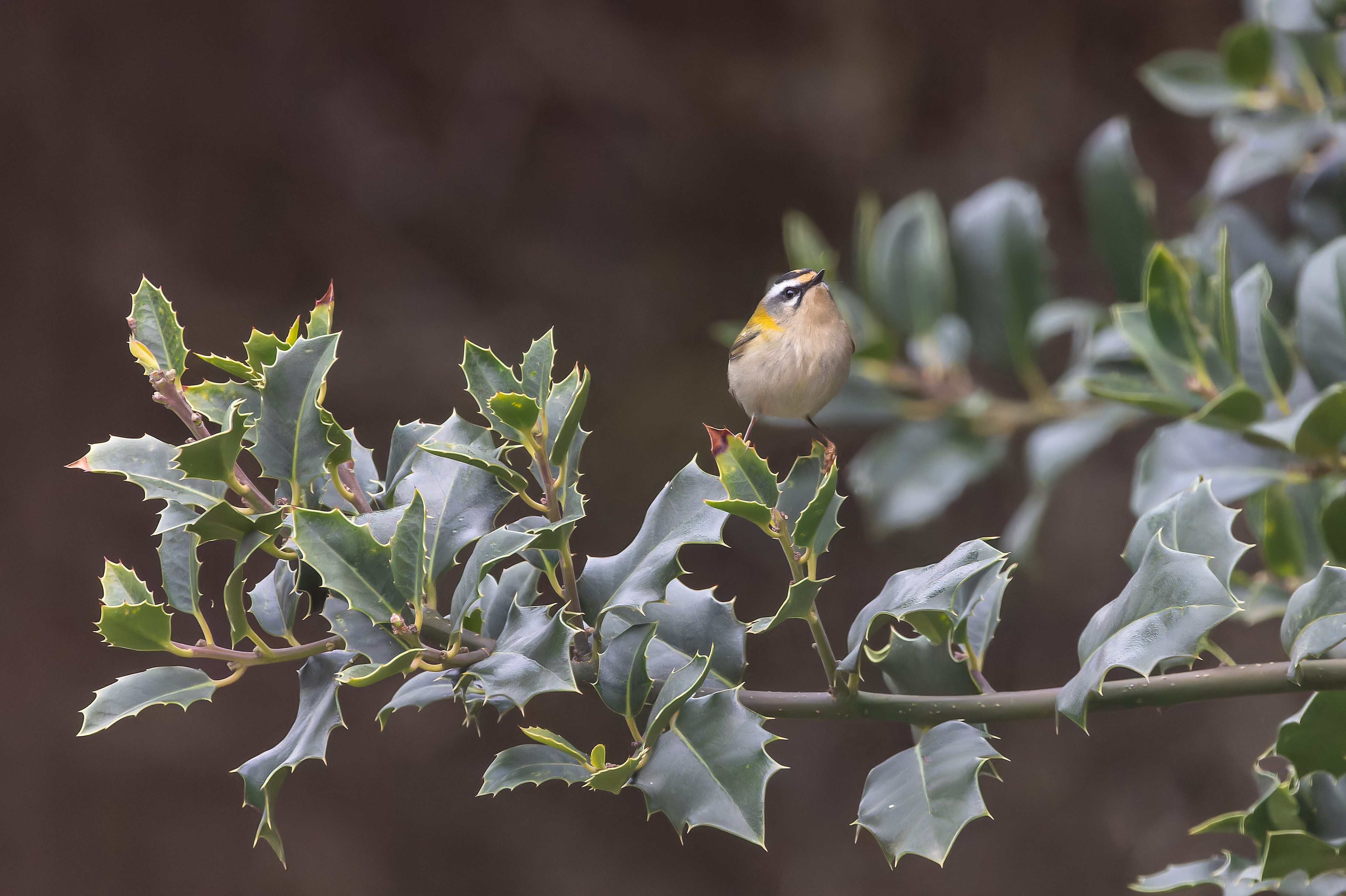 Erna Koelman/ap_Vuurgoudhaan_Lelystad_Tuinvogeltelling_20251205_Erna_Koelman_IMG_0911.jpg