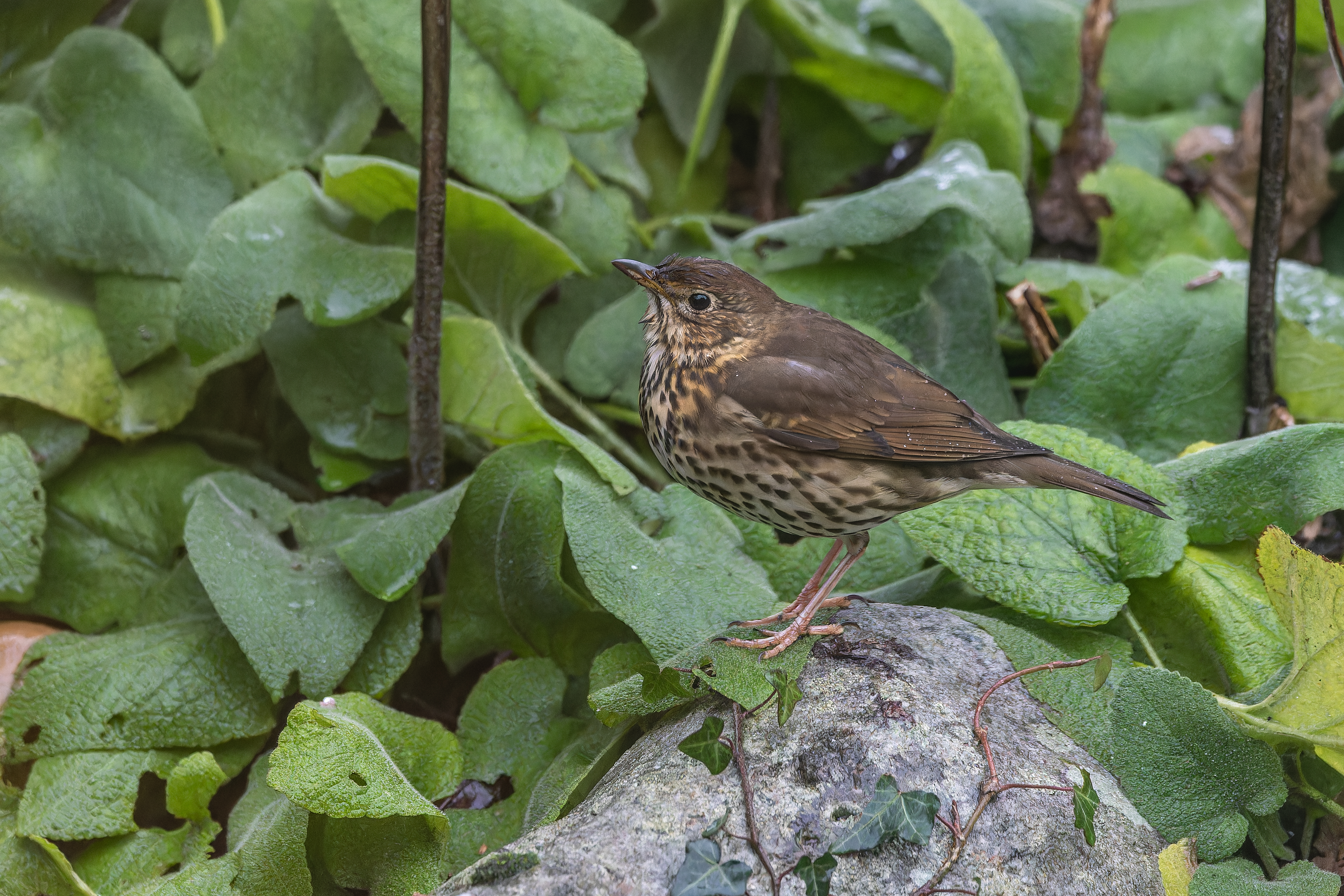 Erna Koelman/ap_Zanglijster_Lelystad_Tuinvogeltelling_20250105_Erna_Koelman_IMG_4995.jpg