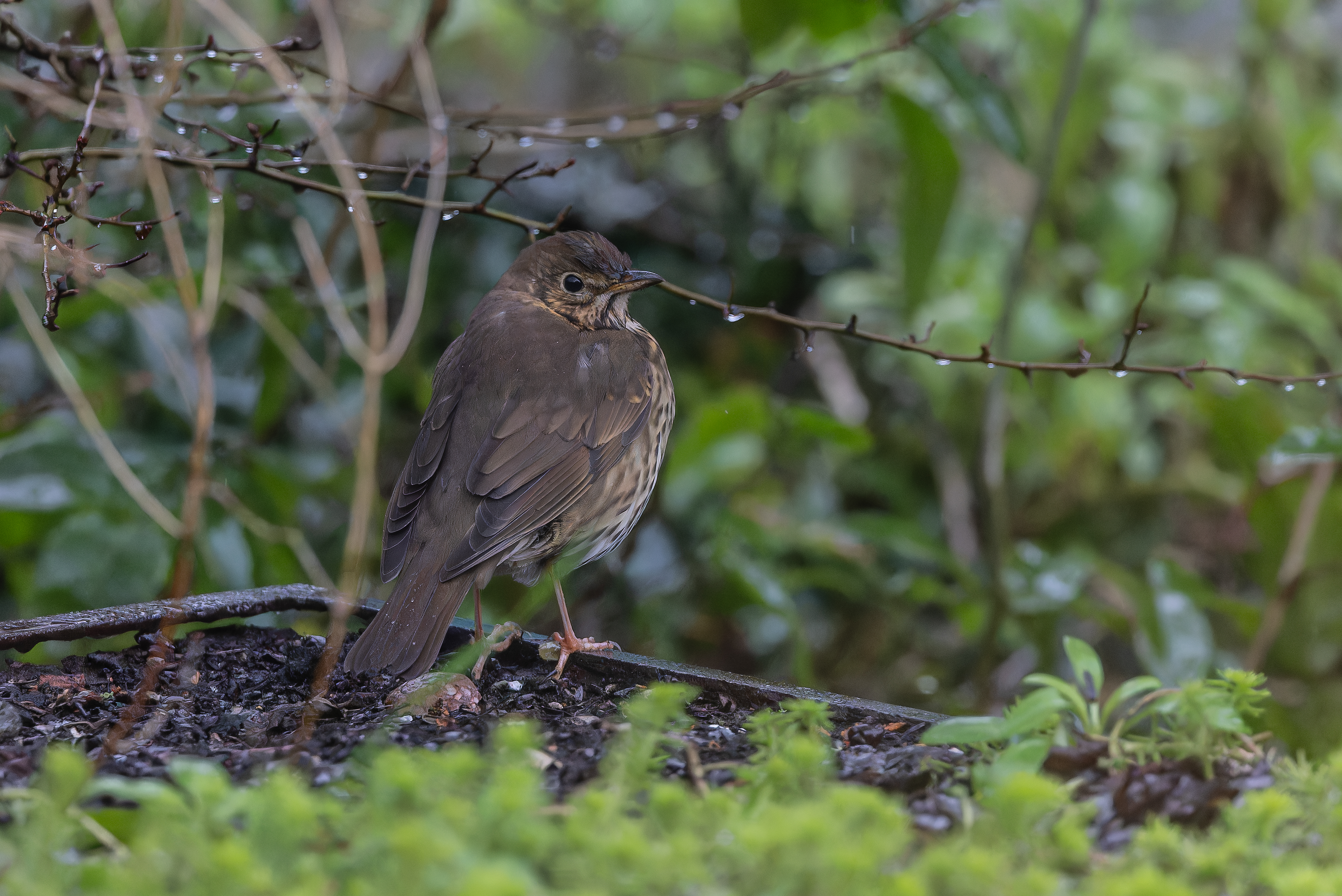 Erna Koelman/ap_Zanglijster_Lelystad_Tuinvogeltelling_20250105_Erna_Koelman_IMG_5006.jpg