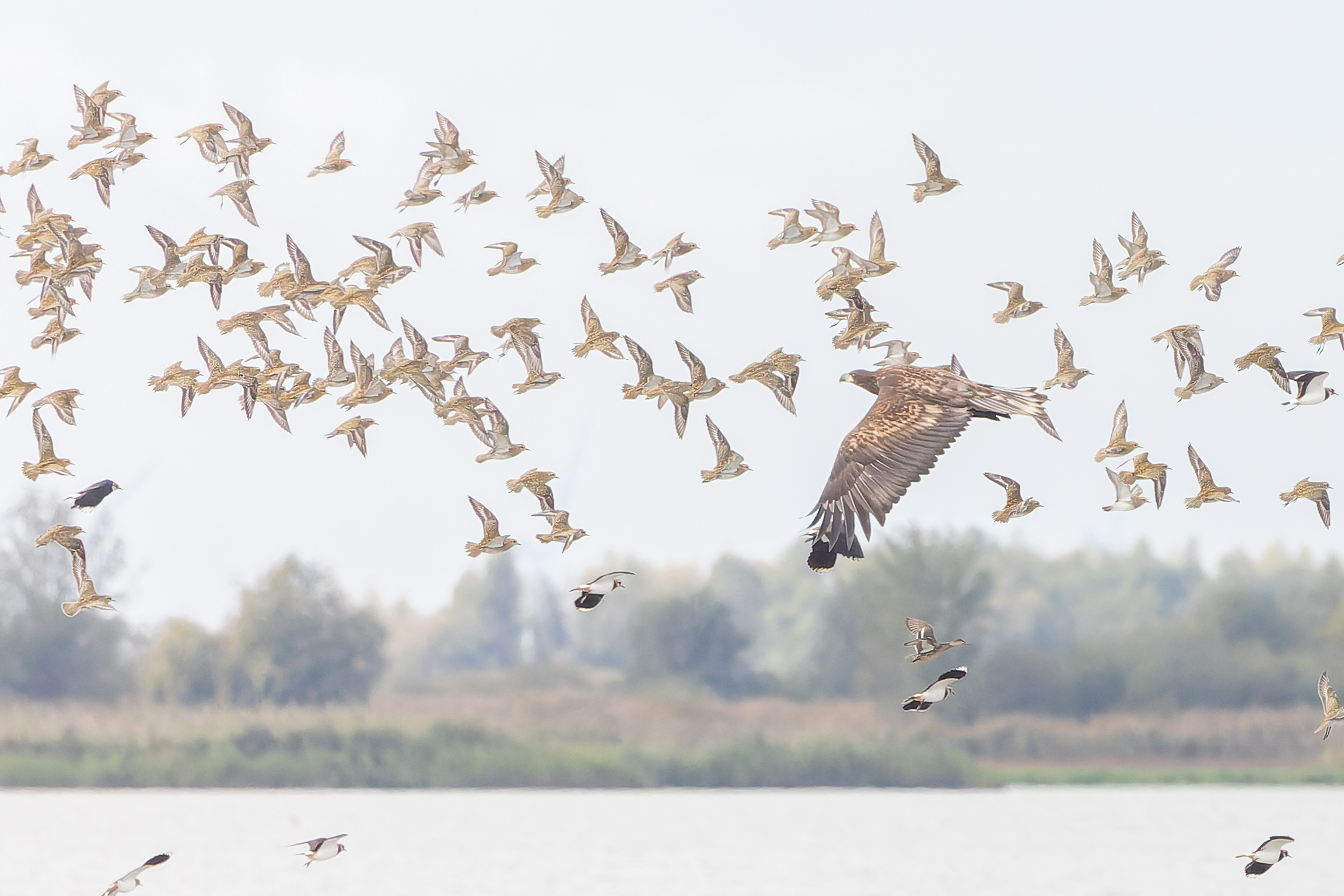 Erna Koelman/ap_ZeearendGoudplevieren_in_vlucht_Hut_Grauwe_Gans_20251017_Erna_Koelkman_IMG_9671.jpg