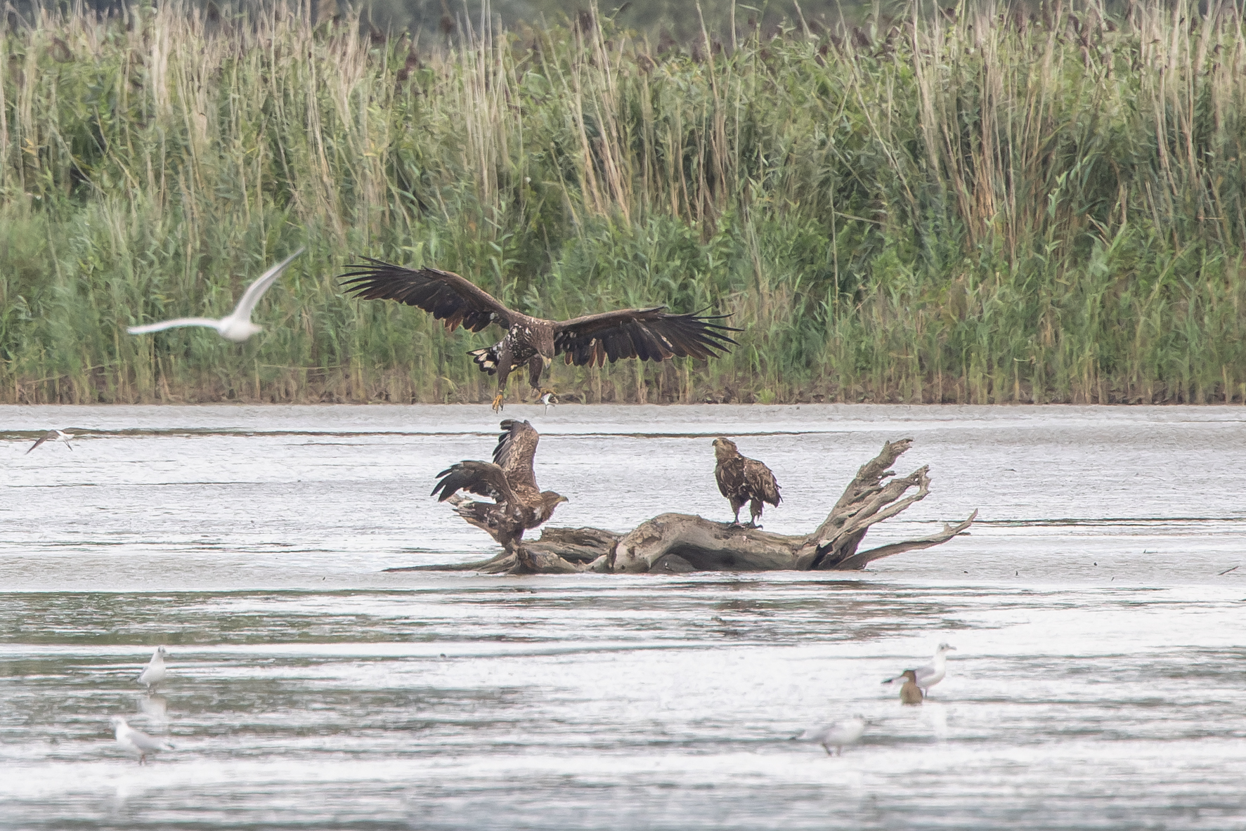 Erna Koelman/ap_Zeearend_4x_o-a-_1x_landend_met_prooi-vis_Zilverreigerhut_Julianapad_20250905_Erna_Koelman_IMG_8827.jpg