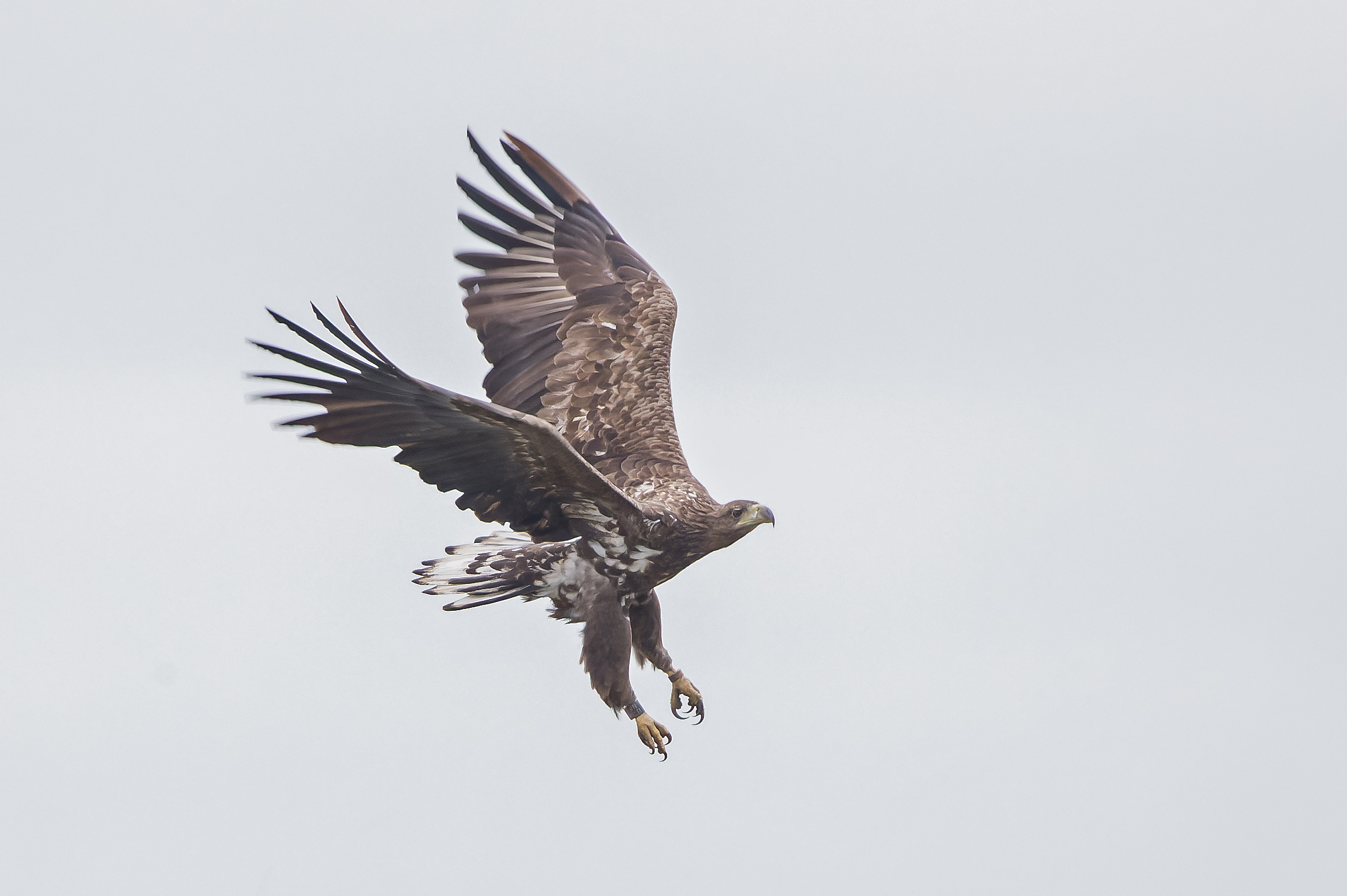 Erna Koelman/ap_Zeearend_in_landing_Oostvaardersveld_20221005_Erna_Koelman_IMG_1085.jpg