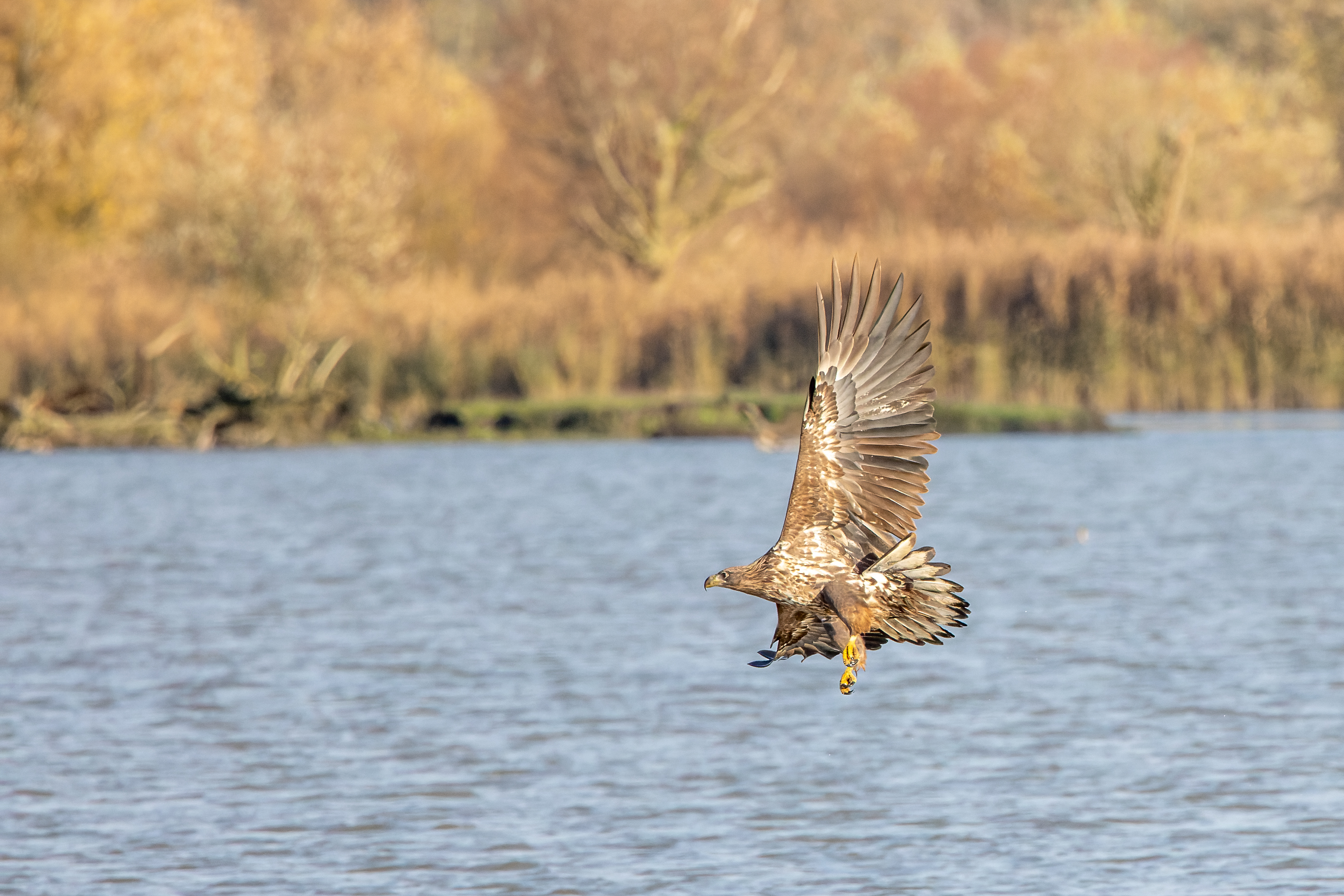 Erna Koelman/ap_Zeearend_jagend_OVP_Schollevaarhut_20241118_Erna_Koelman_IMG_4093.jpg