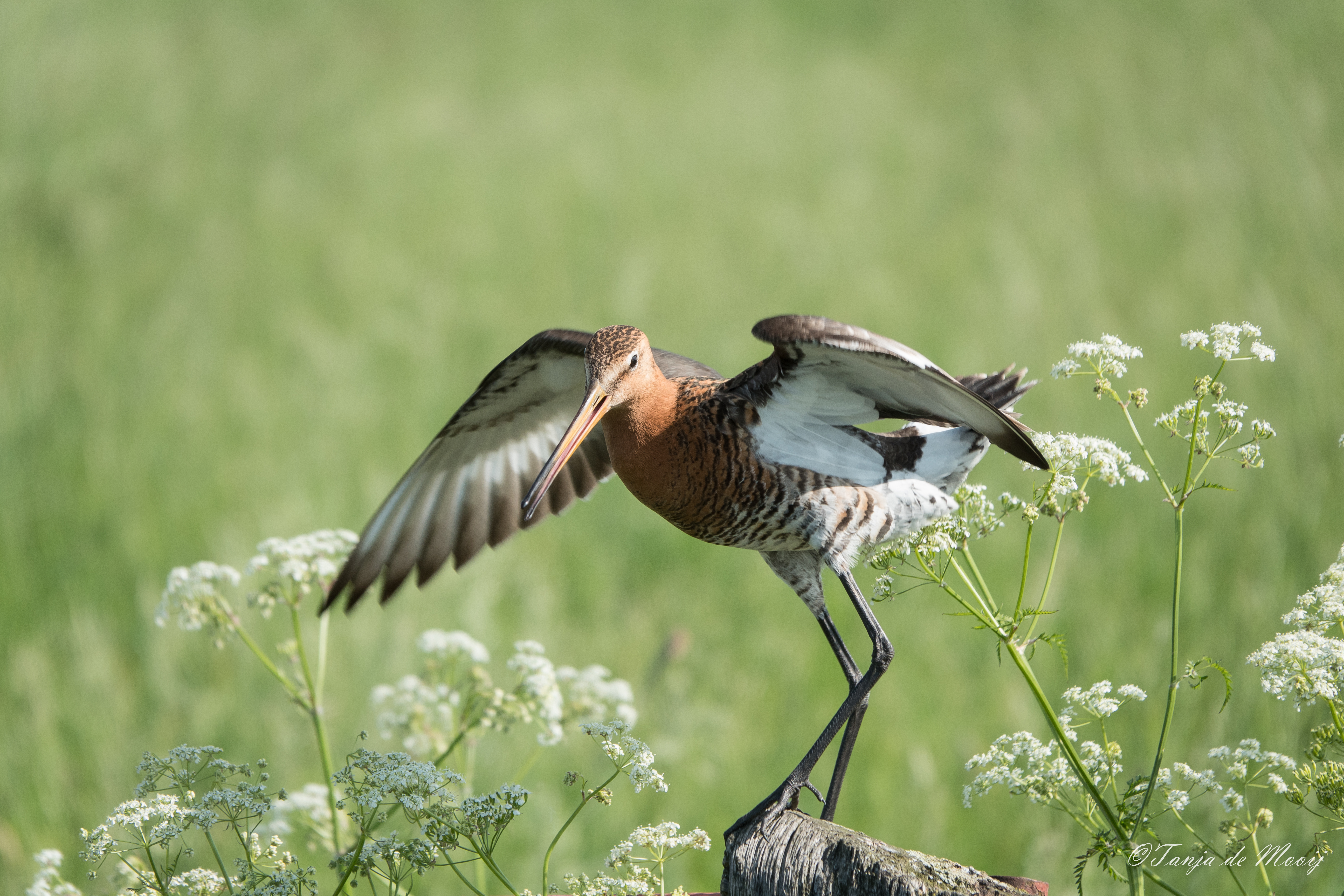 Tanja de Mooij/ap_Grutto_arkemheenpolder_20210521_tanja-de-mooij.JPG