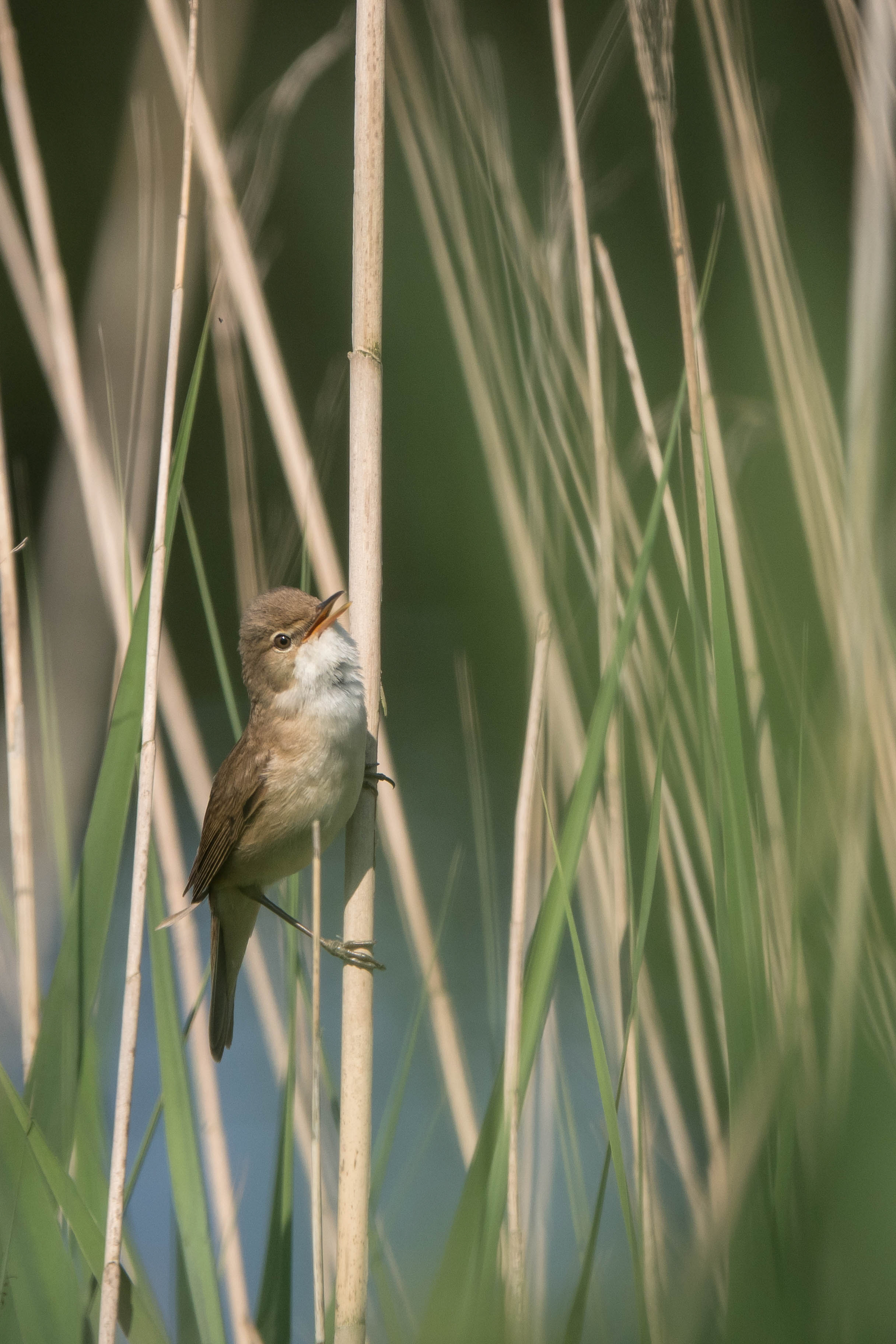 Tanja de Mooij/ap_KleineKarekiet_oostvaardersplassen_20240518_tanja-de-mooij.jpg