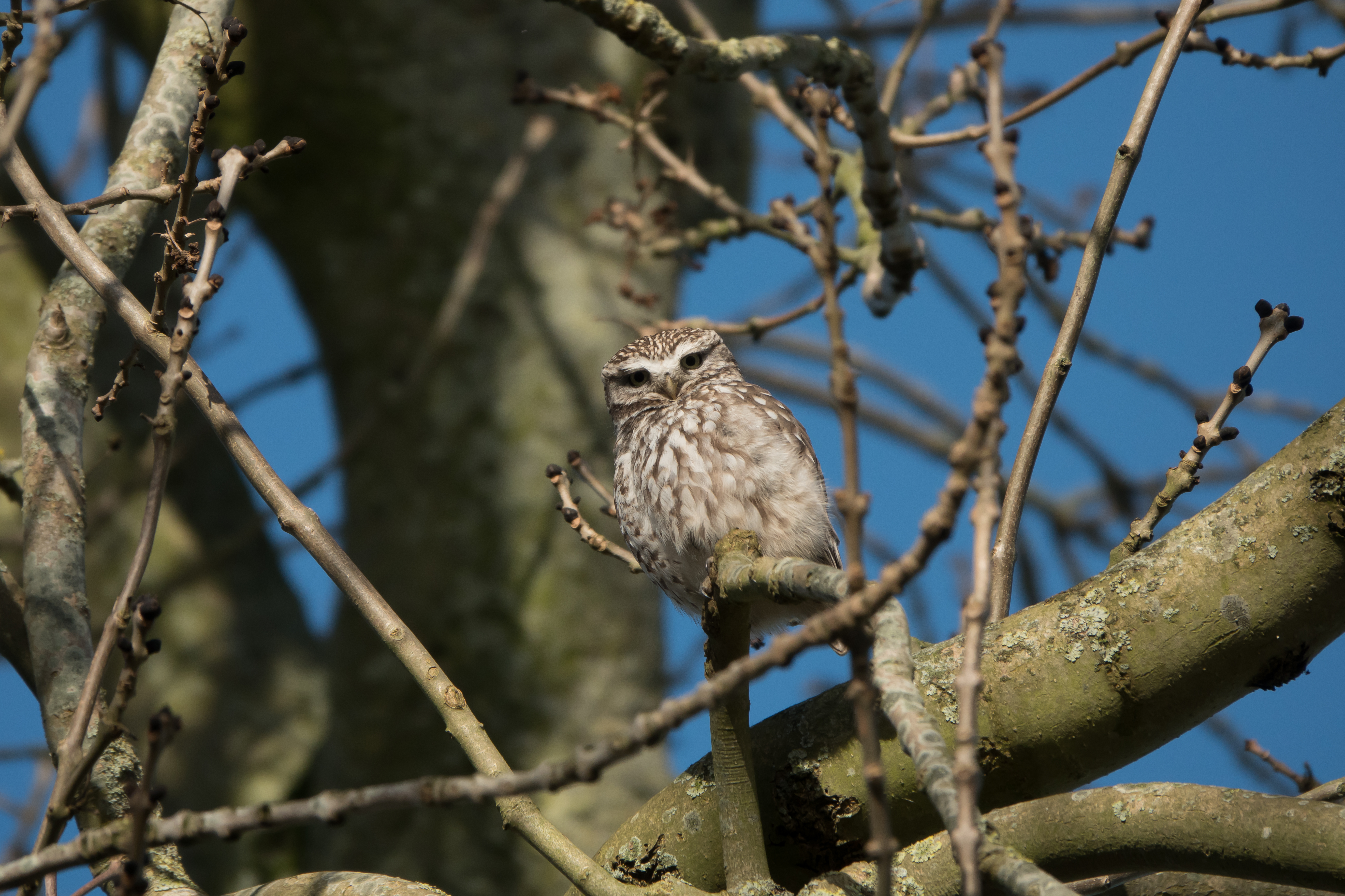Tanja de Mooij/ap_Steenuiltje_eemnespolder_20220202_tanja-de-mooij.jpg