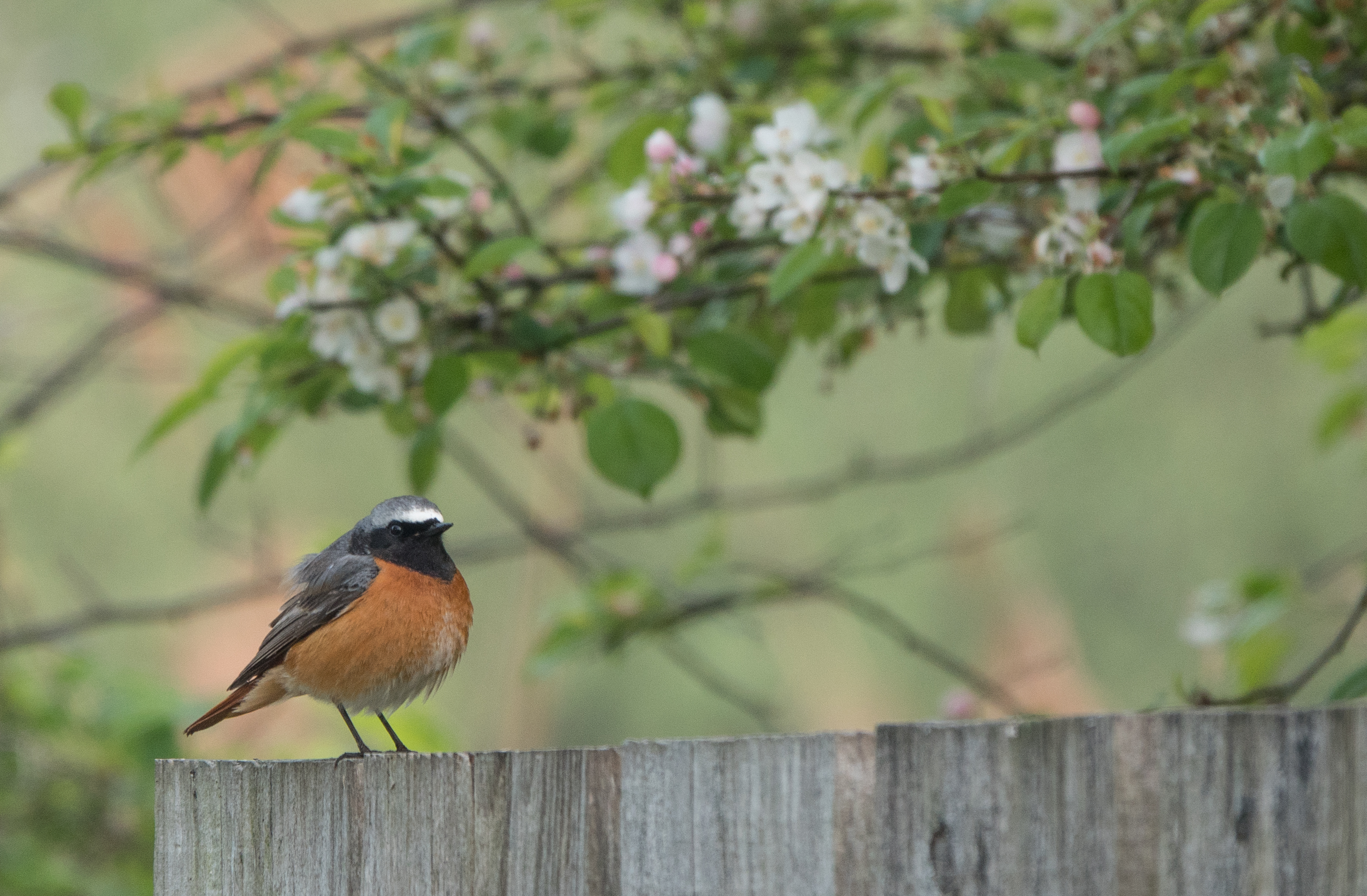 Tanja de Mooij/ap_gekraagde-roodstaart_oostvaardersplassen_20252604_tanja-de-mooij.jpg
