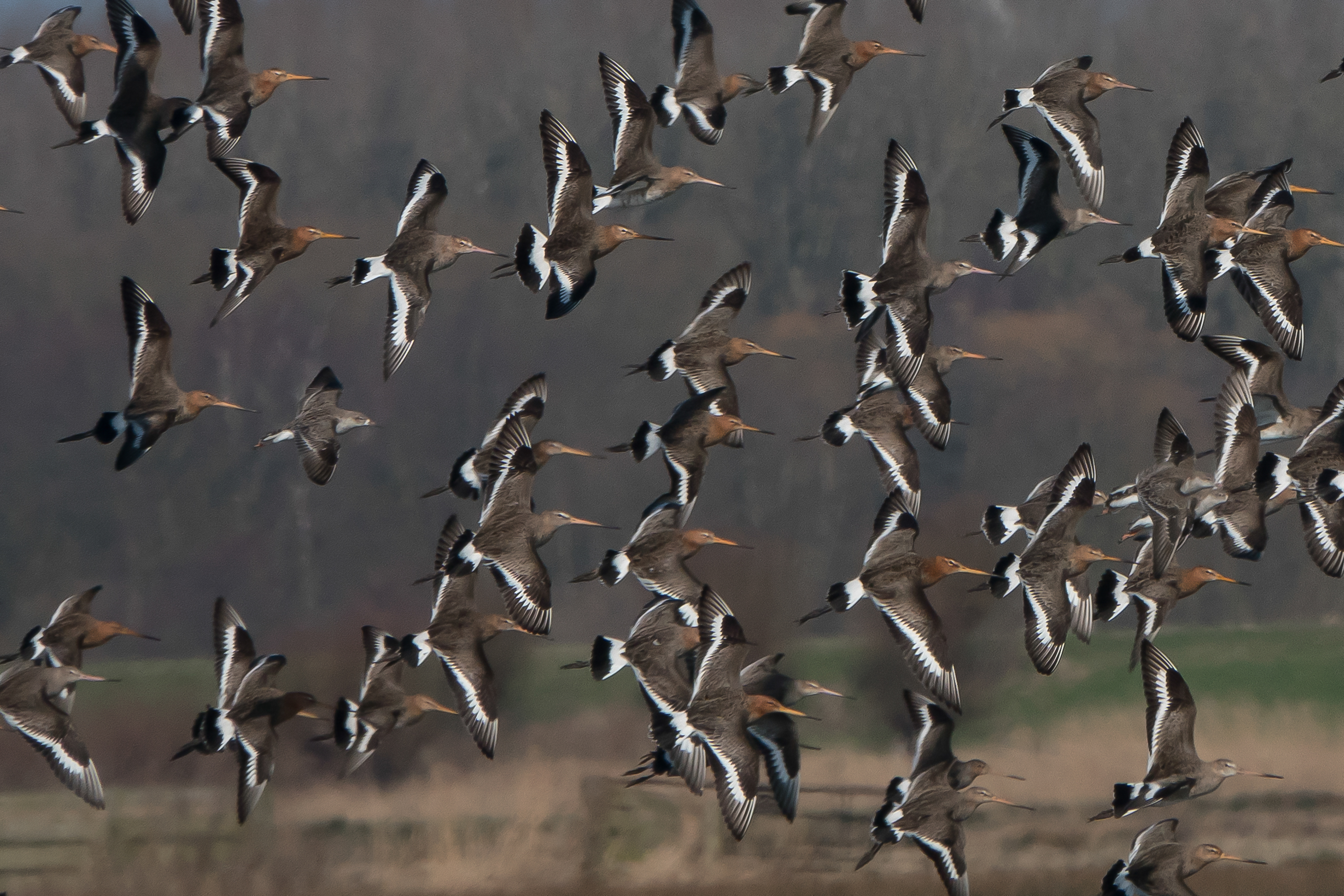 Tanja de Mooij/ap_grutto_arkemheenpolder_20240227_tanja-de-mooij.jpg