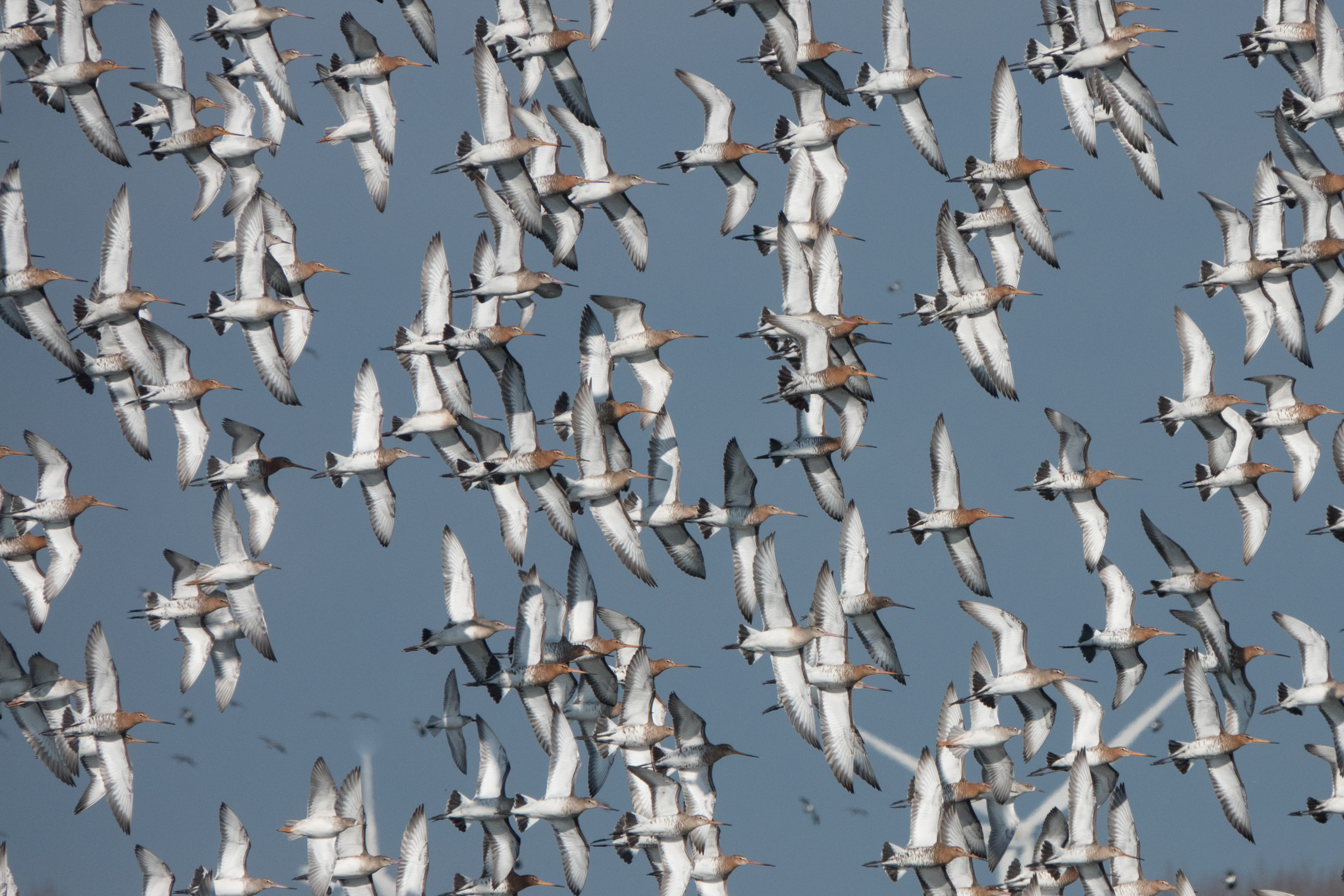 Tanja de Mooij/ap_grutto_arkhemheenpolder_nijkerk_20250227_tanja-de-mooij.jpg