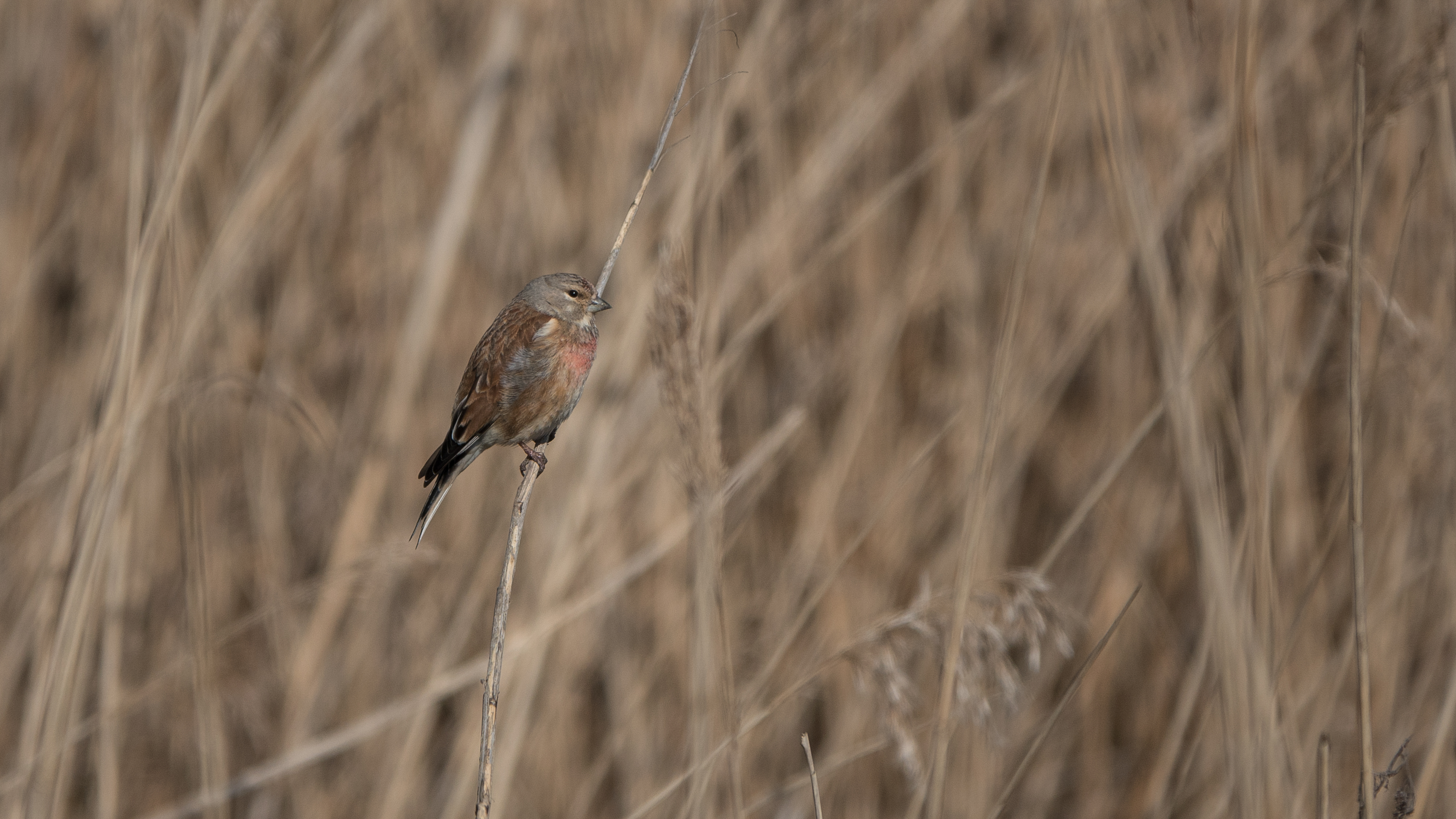 Tanja de Mooij/ap_kneu_arkenheempolder20230405_tanja_demooij.jpg