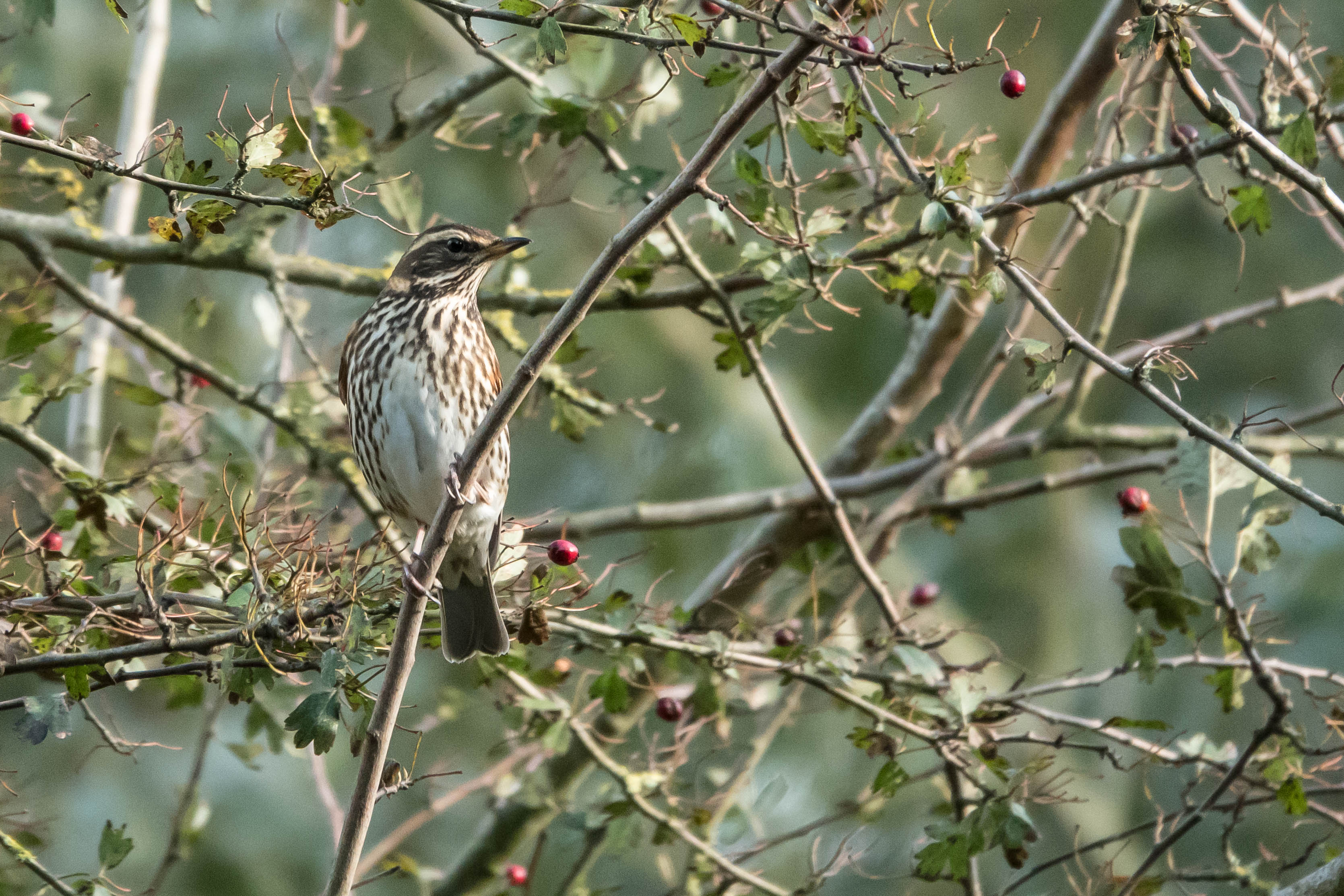 Tanja de Mooij/ap_koperwiek_oosvaardersplassen_20251027_tanja-de-mooij.jpg