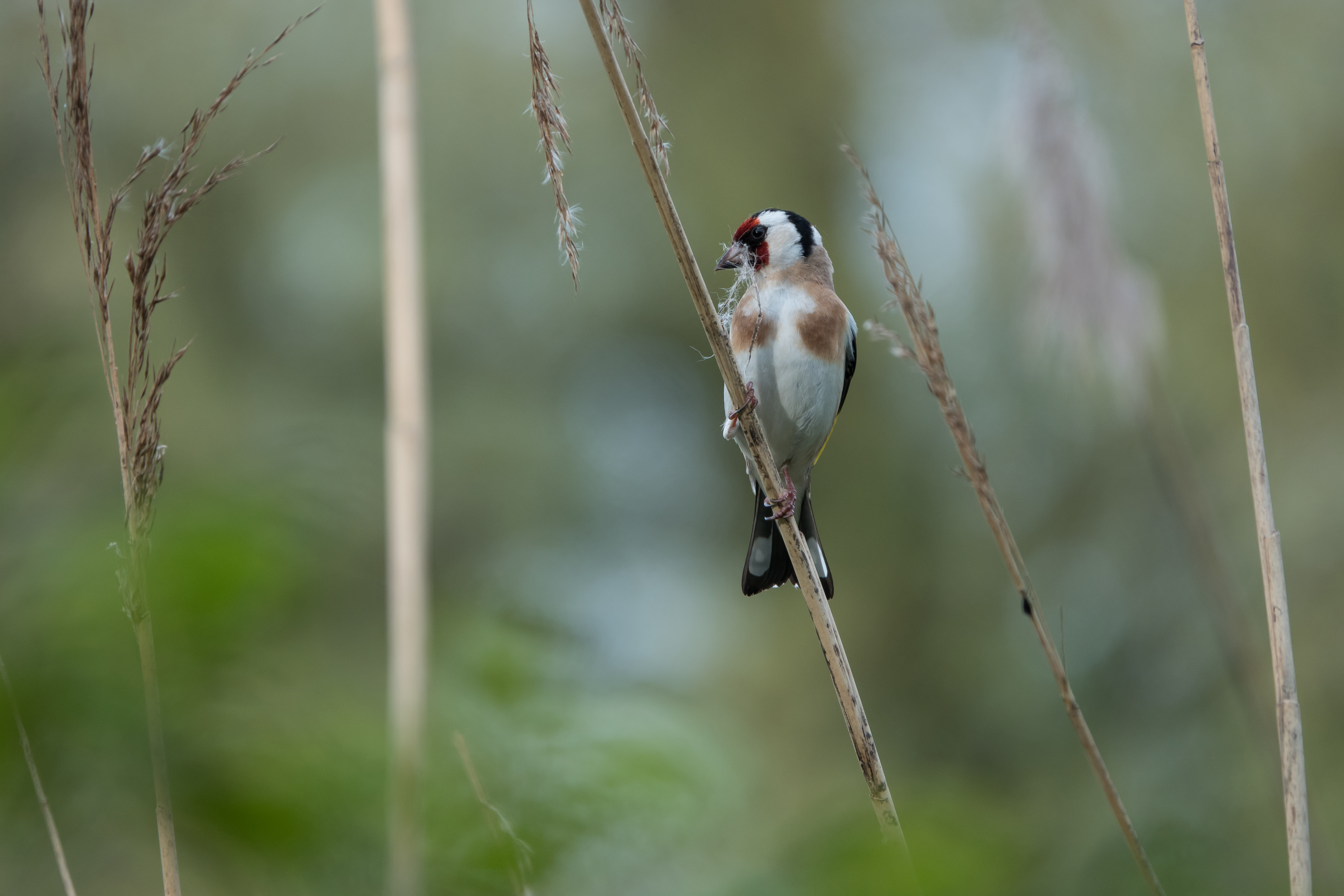 Tanja de Mooij/ap_puttertje_oostvaardersplassen_almere_20210528_tanja-de-mooij.jpg