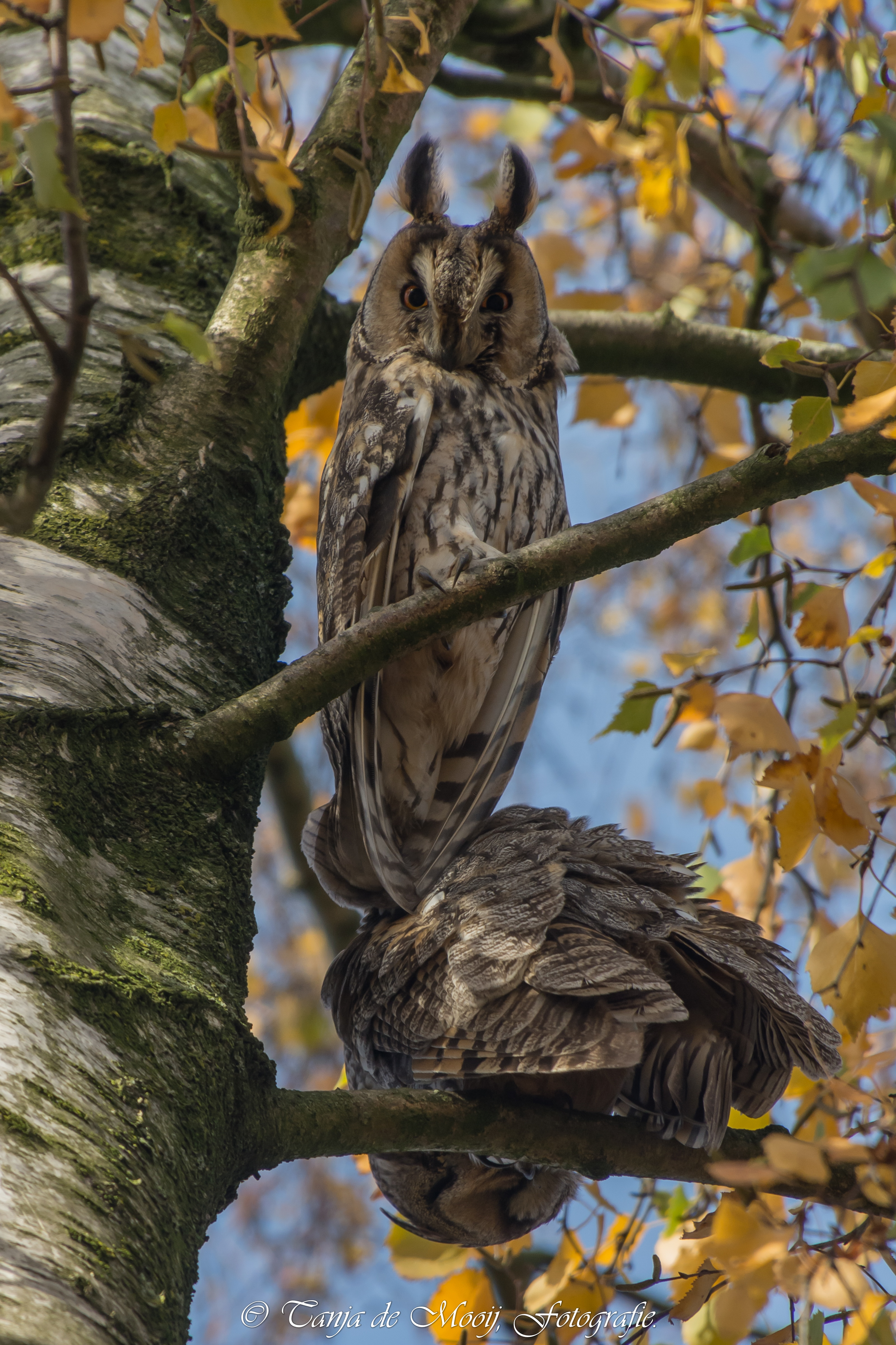 Tanja de Mooij/ap_ransuil_eemnes_201911-17_tanja-de-mooij.jpg