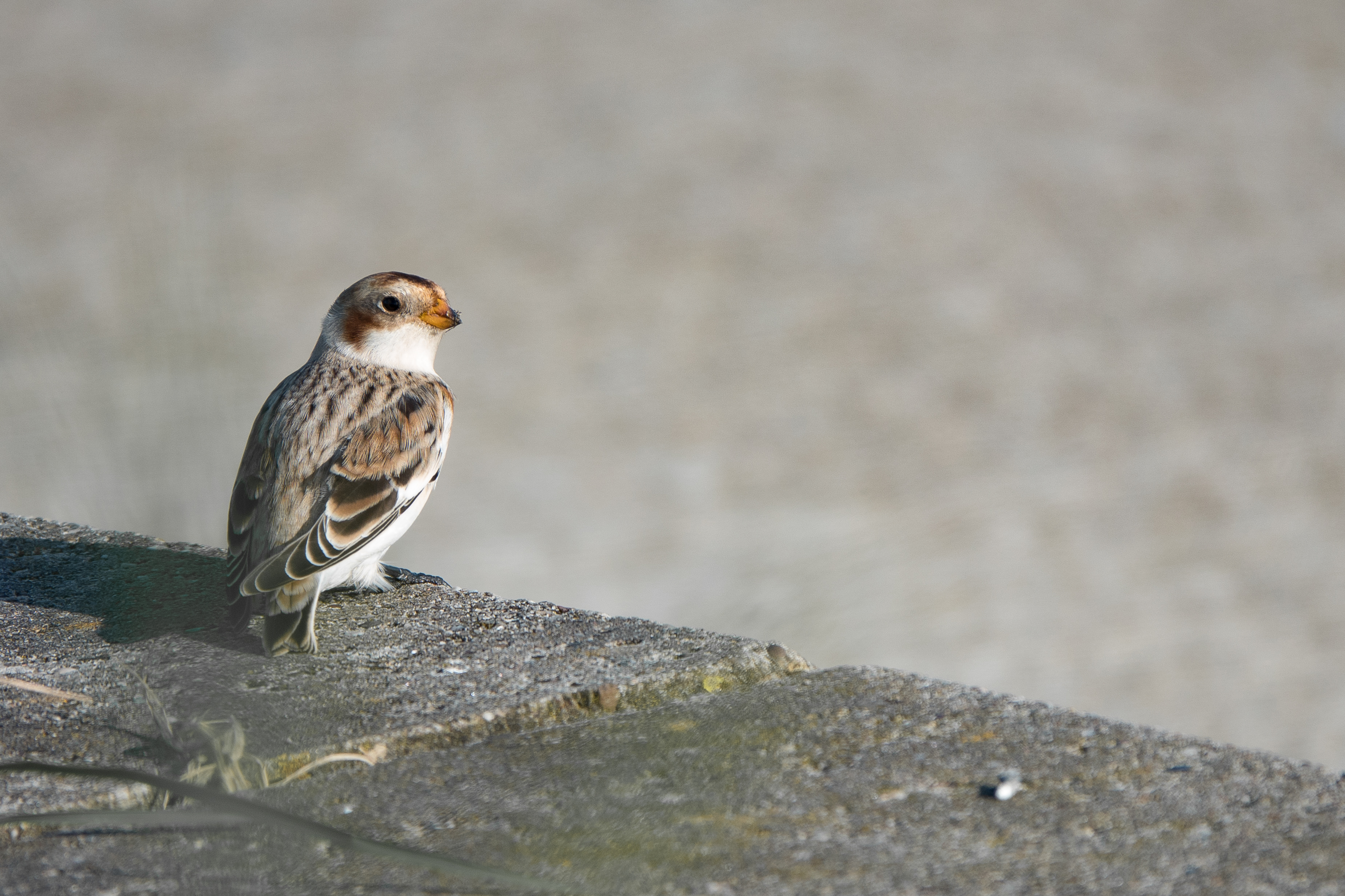 Tanja de Mooij/ap_sneeuwgors_oostvaardersdijk_20211015_tanja-de-mooij.jpg