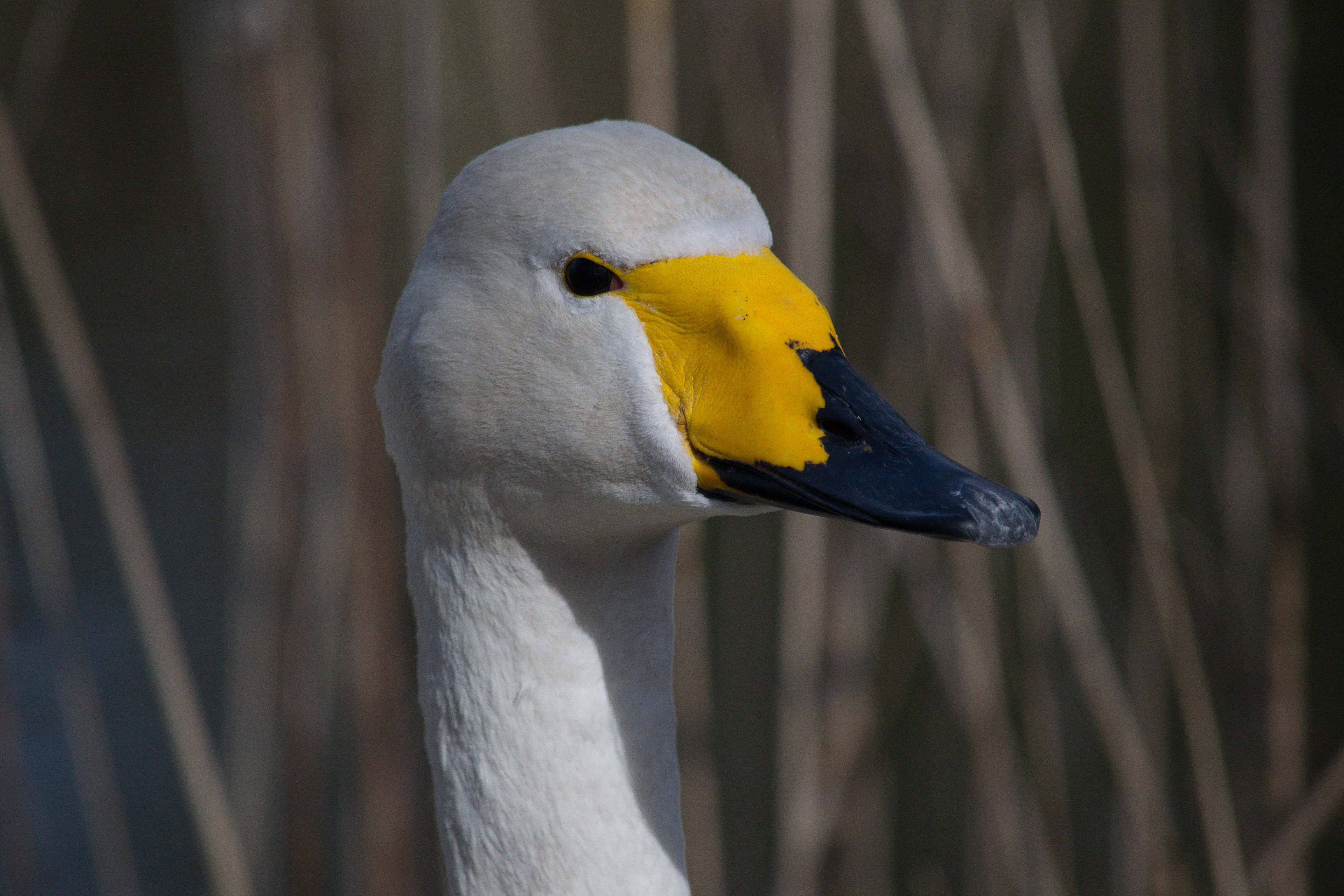 Tanja de Mooij/ap_wilde-zwaan_natuurpark-Lelystad_-20191004_tanja-de-mooij-1.jpg