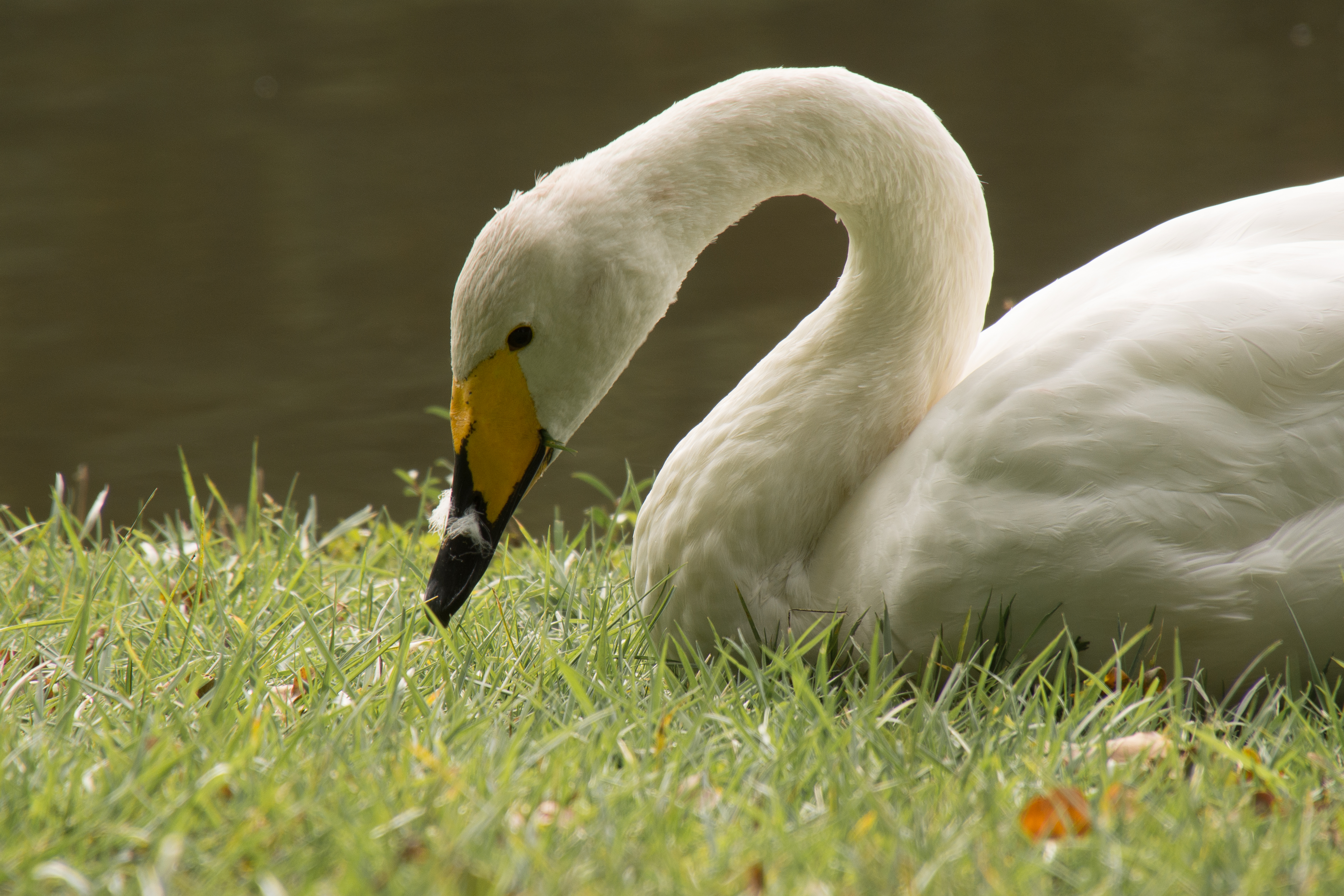 Tanja de Mooij/ap_wilde-zwaan_natuurpark-Lelystad_-20191004_tanja-de-mooij-2.jpg